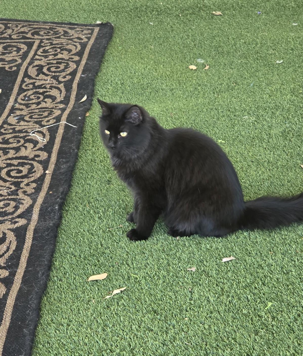 Enlarge Bagheera, a ADOPTABLE Domestic Medium Hair in Carthage, NC image 2/2