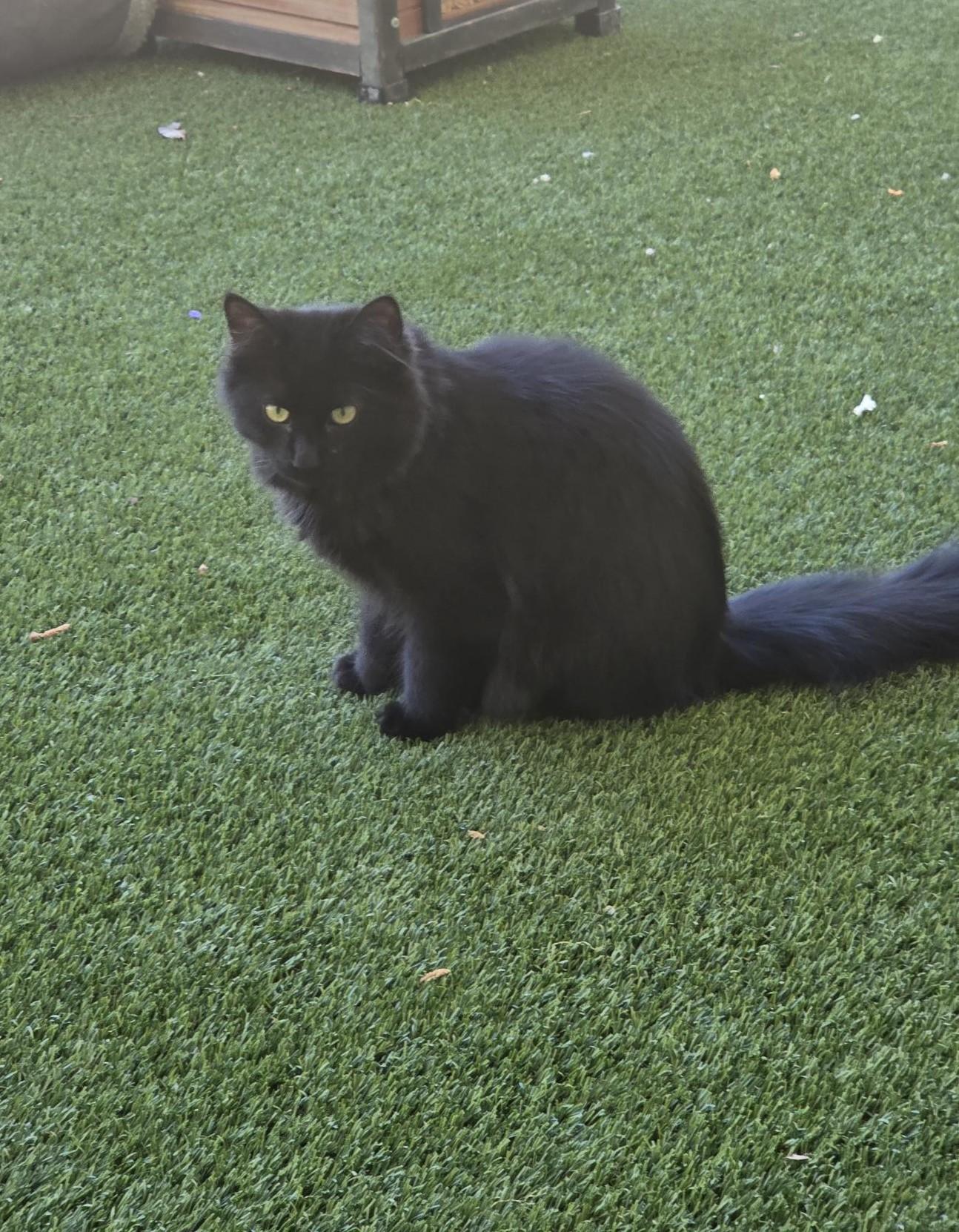 Enlarge Bagheera, a ADOPTABLE Domestic Medium Hair in Carthage, NC image 1/2