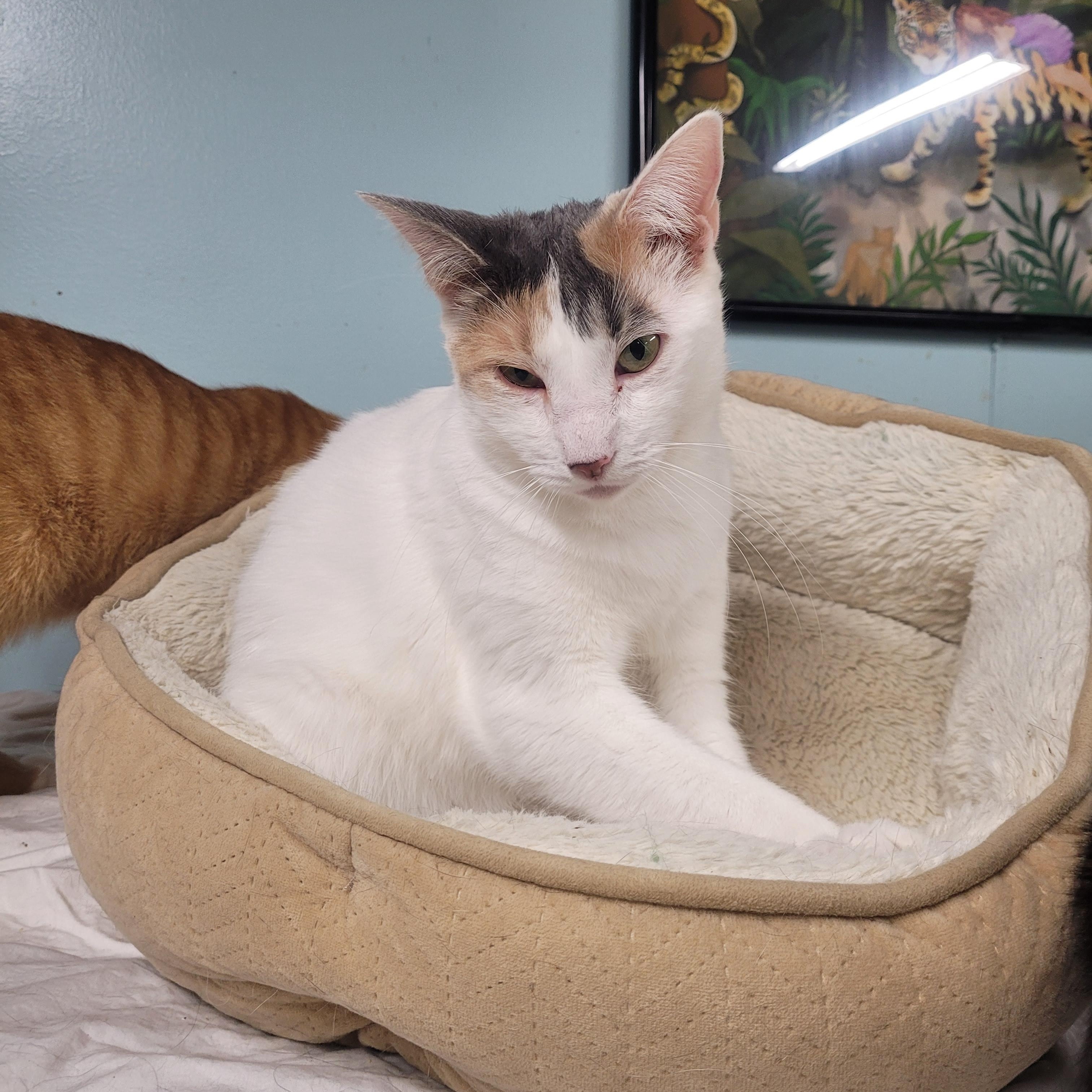 Enlarge Matilda, a ADOPTABLE Domestic Short Hair in Norfolk, VA image 3/5