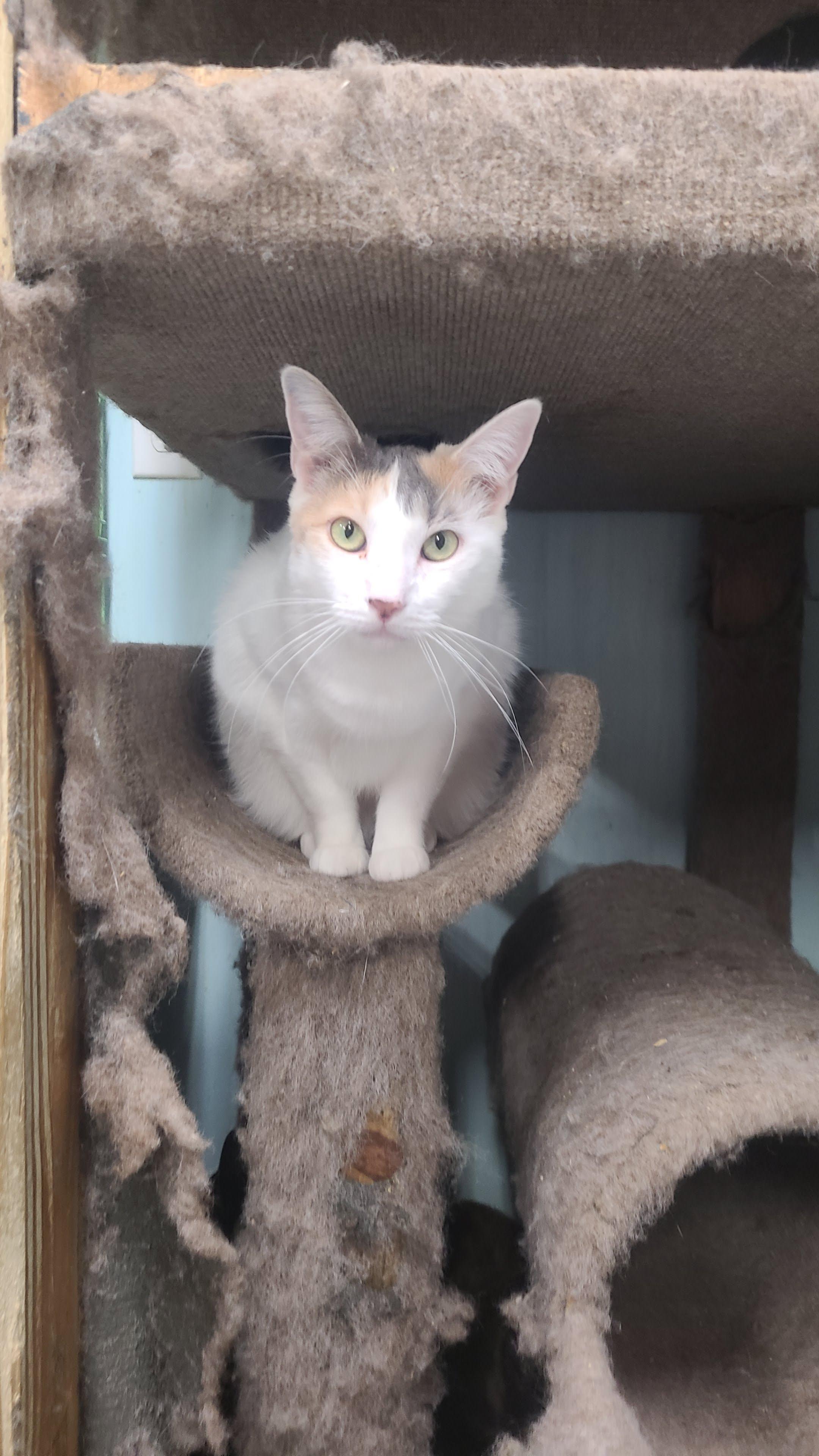 Enlarge Matilda, a ADOPTABLE Domestic Short Hair in Norfolk, VA image 4/5