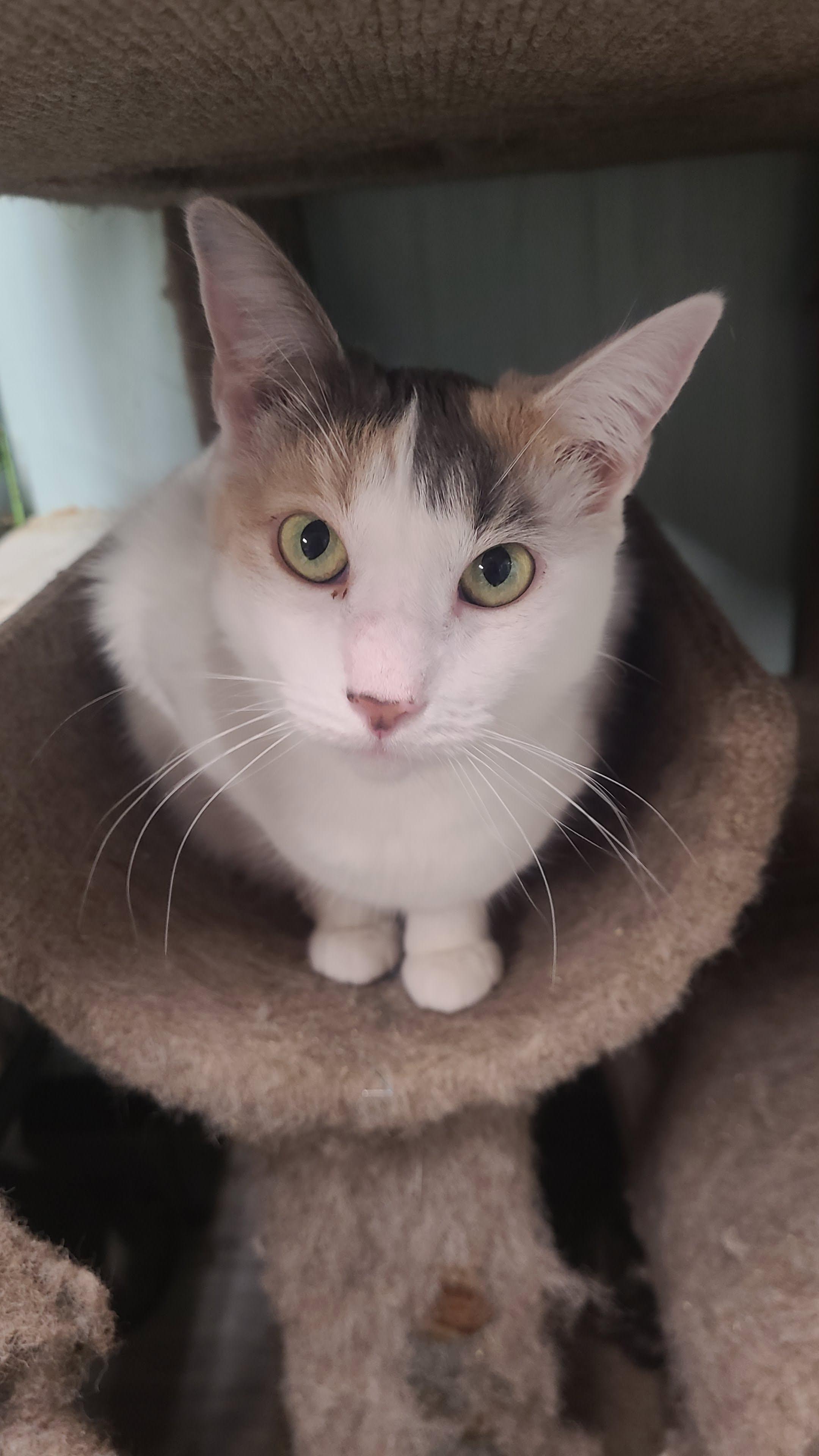 Matilda, ADOPTABLE, Adult Female Domestic Short Hair.