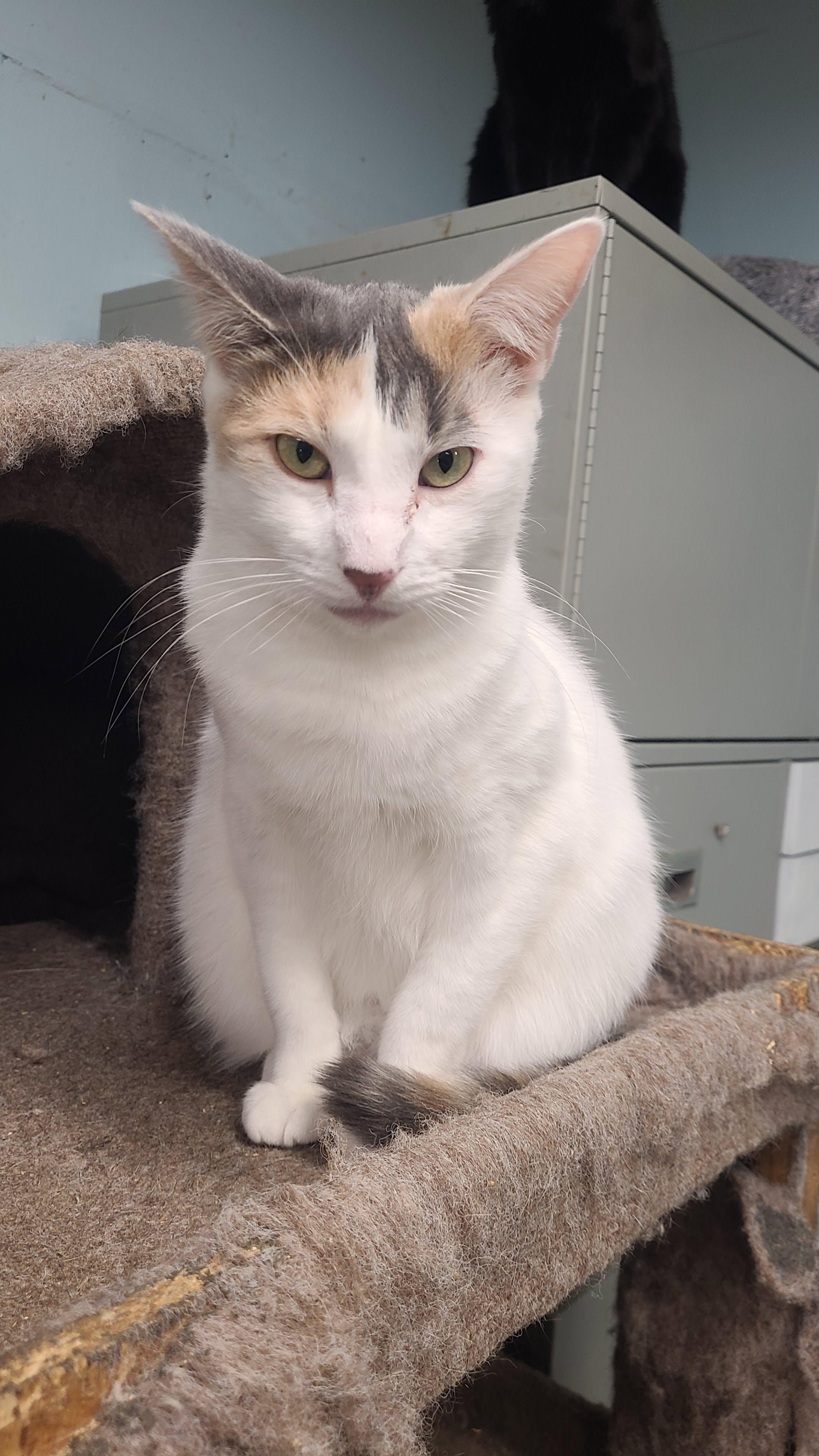 Enlarge Matilda, a ADOPTABLE Domestic Short Hair in Norfolk, VA image 2/5