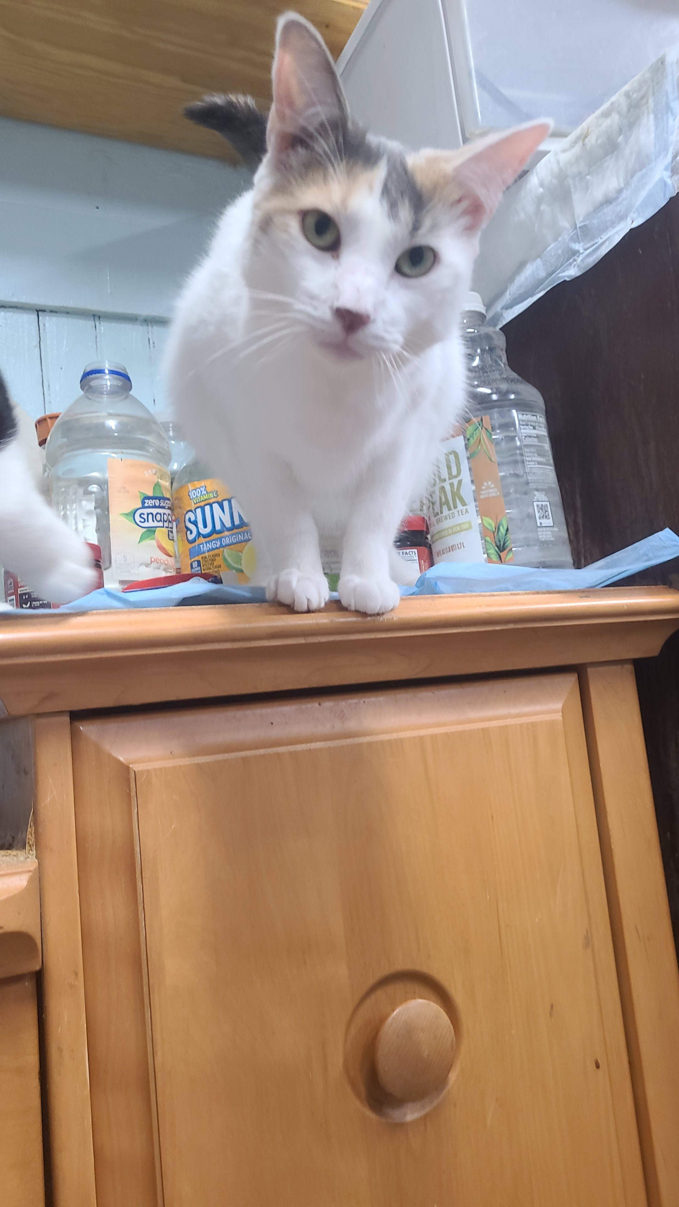 Enlarge Matilda, a ADOPTABLE Domestic Short Hair in Norfolk, VA image 5/5