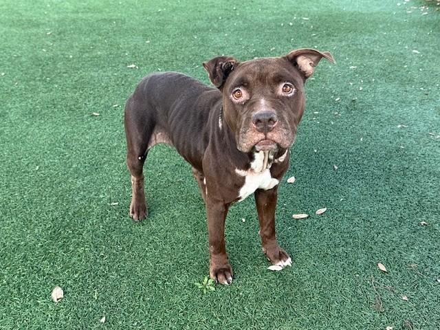 CINNAMON, Adoptable, Adult Female Pit Bull Terrier.