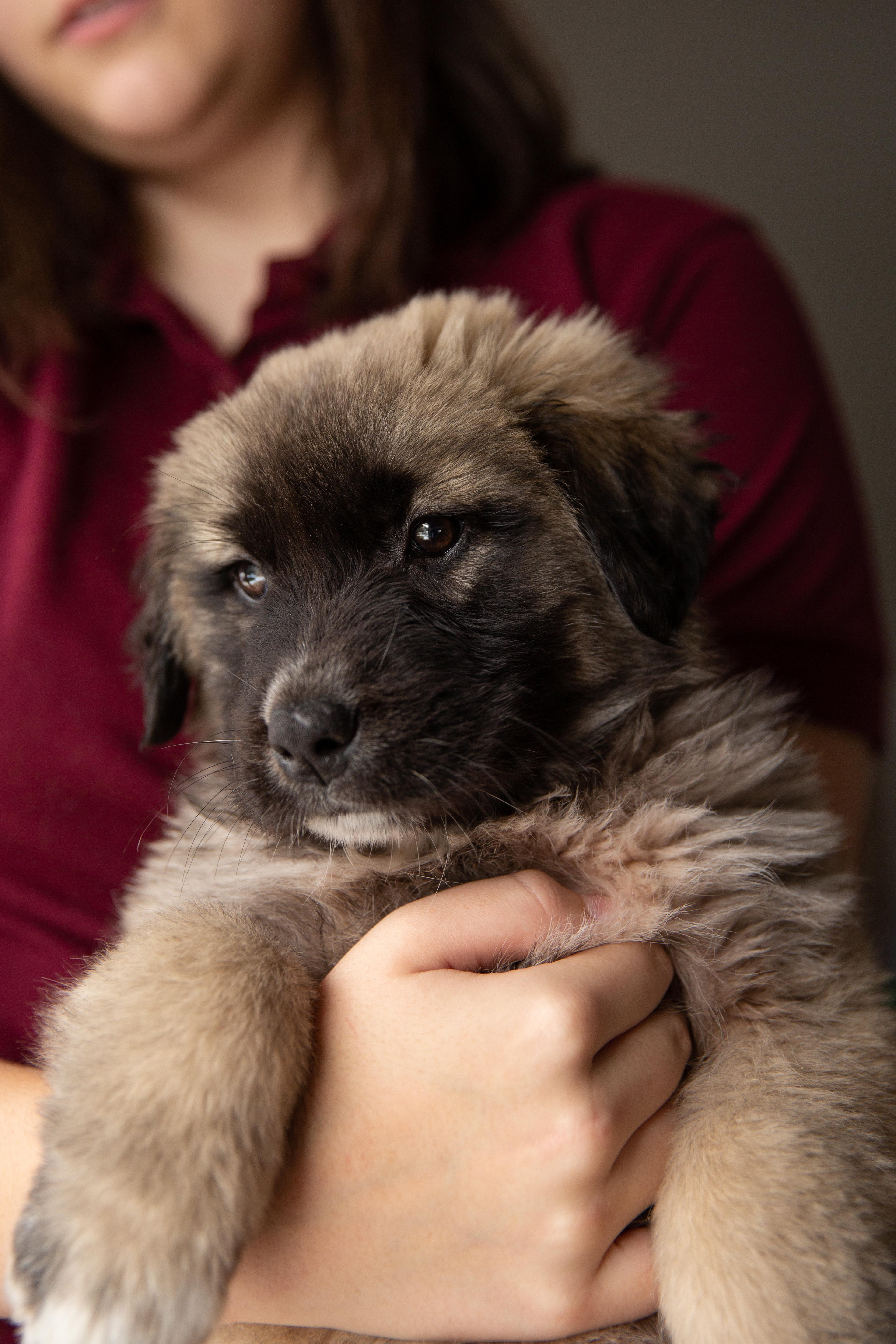 Freya, adopted, Puppy Female Mixed Breed.