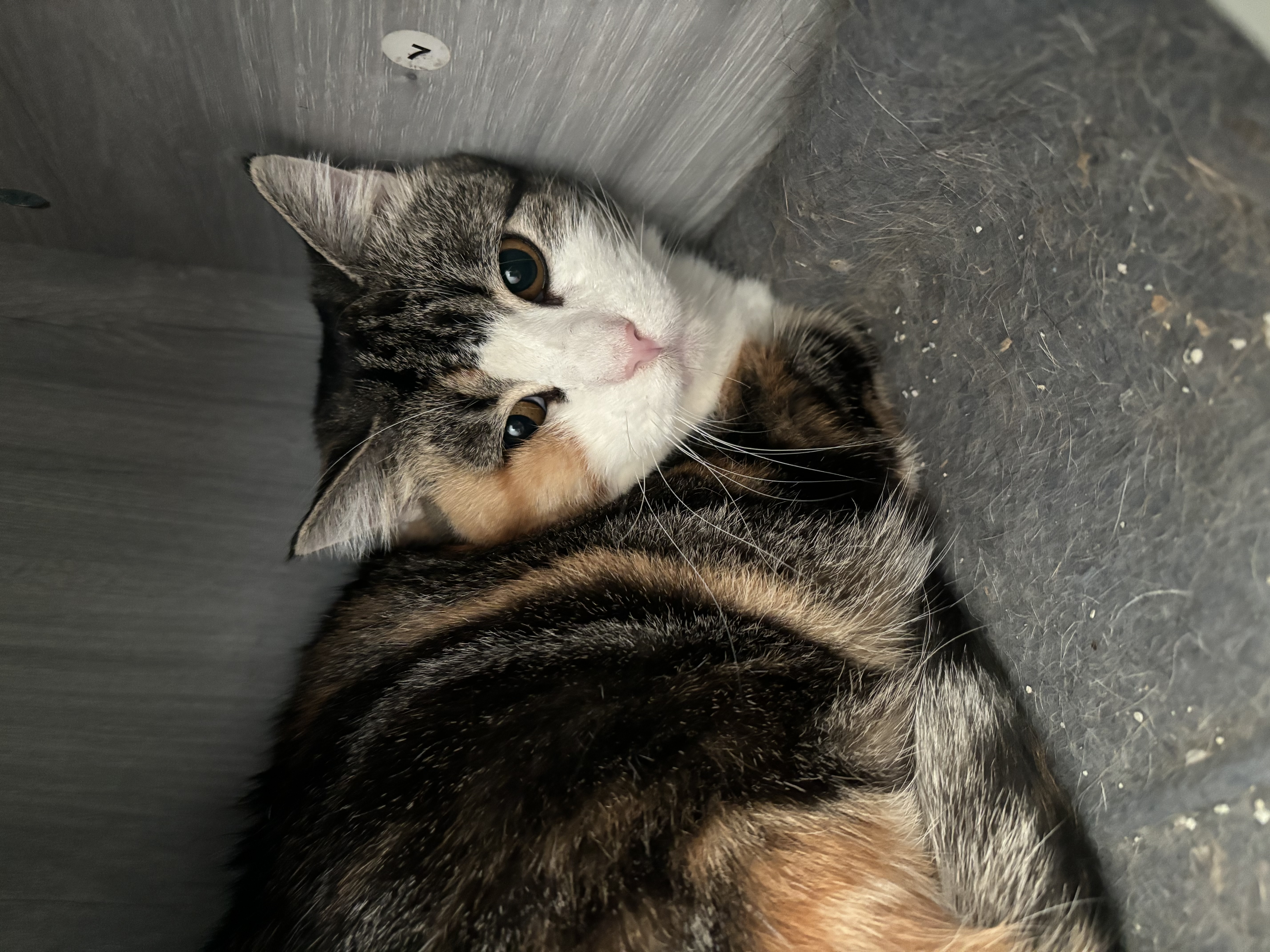 Lucinda, a Adoptable Domestic Short Hair in Richland Center, WI image 2/3