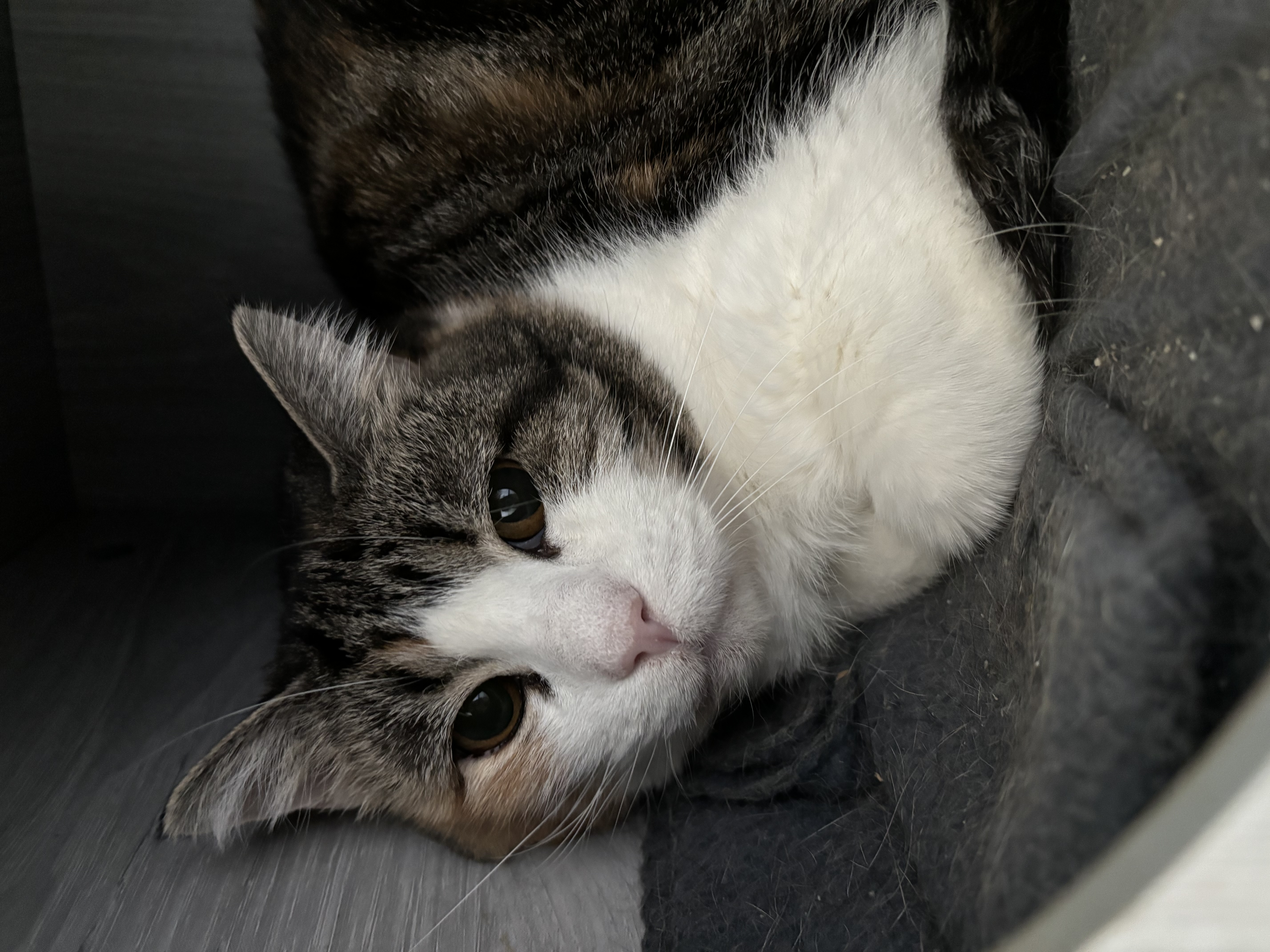 Lucinda, a Adoptable Domestic Short Hair in Richland Center, WI image 3/3