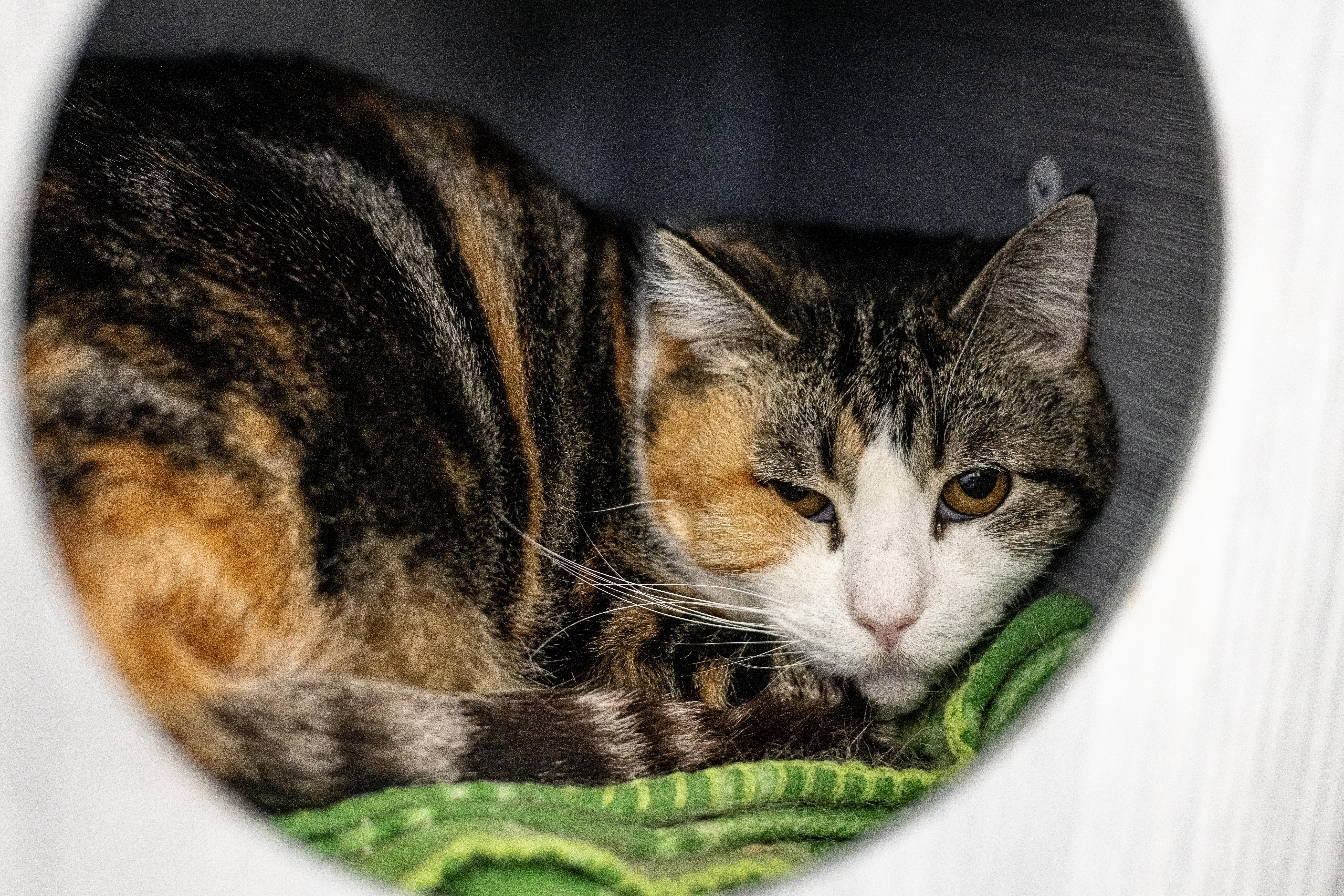 Lucinda, a Adoptable Domestic Short Hair in Richland Center, WI image 1/3