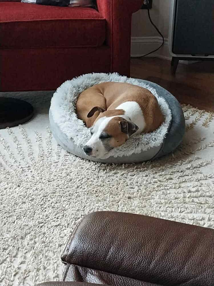 Enlarge Dolly, a Adoptable mixed breed in Amherst, NY image 1/6