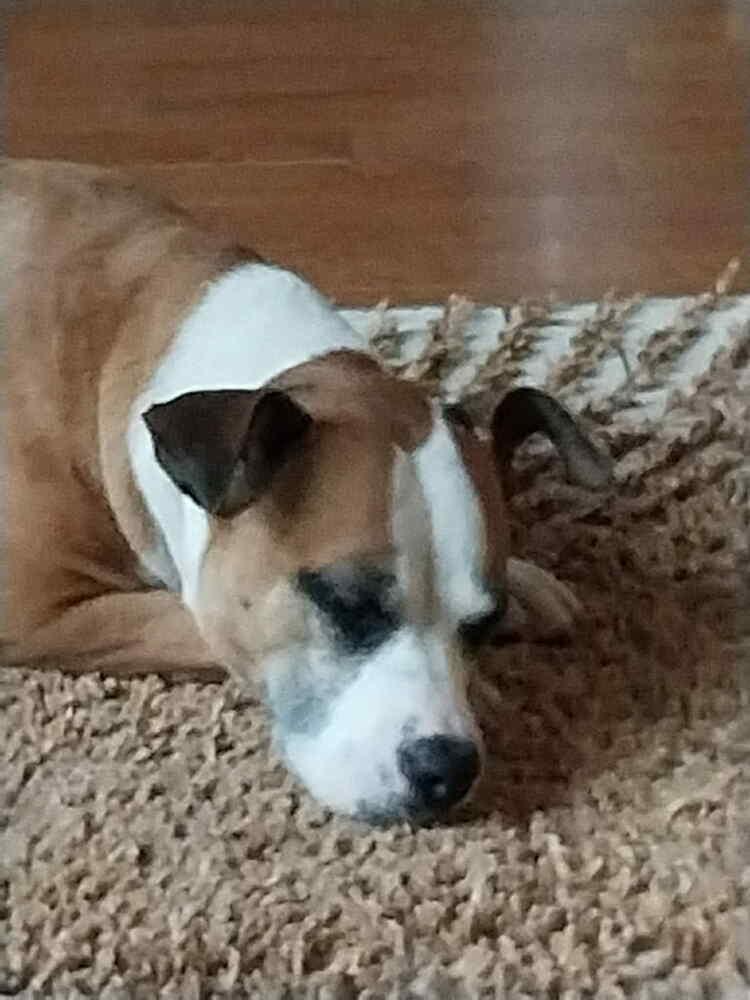 Enlarge Dolly, a Adoptable mixed breed in Amherst, NY image 2/6