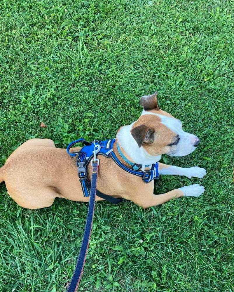 Enlarge Dolly, a Adoptable mixed breed in Amherst, NY image 3/6