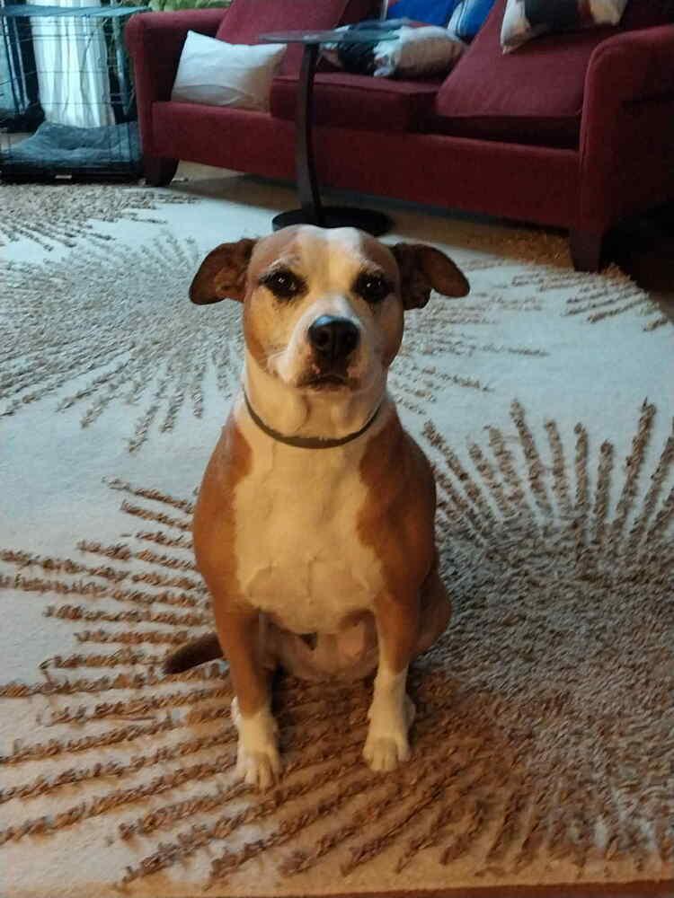 Enlarge Dolly, a Adoptable mixed breed in Amherst, NY image 5/6