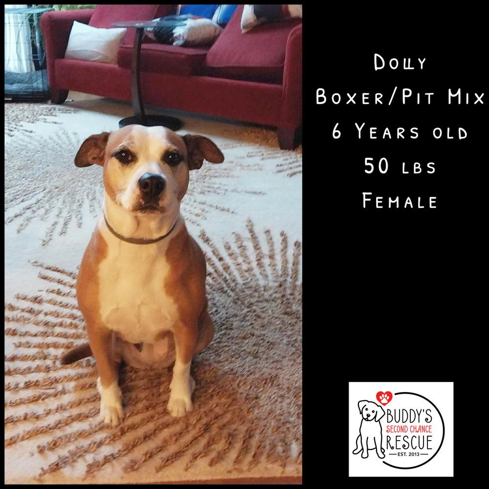 Enlarge Dolly, a Adoptable mixed breed in Amherst, NY image 6/6