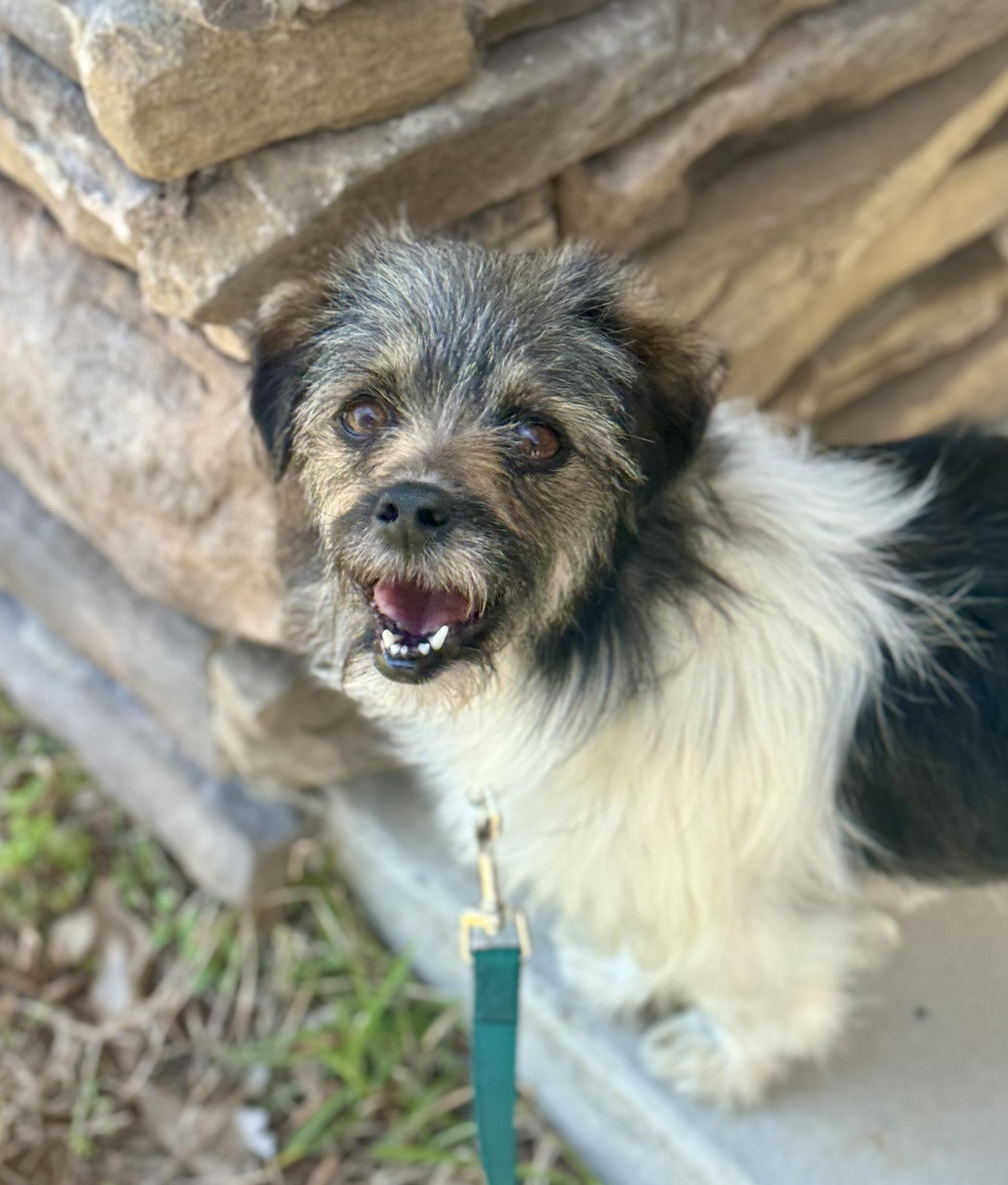Enlarge Harlow, a Adoptable mixed breed in Panama City, FL image 2/4