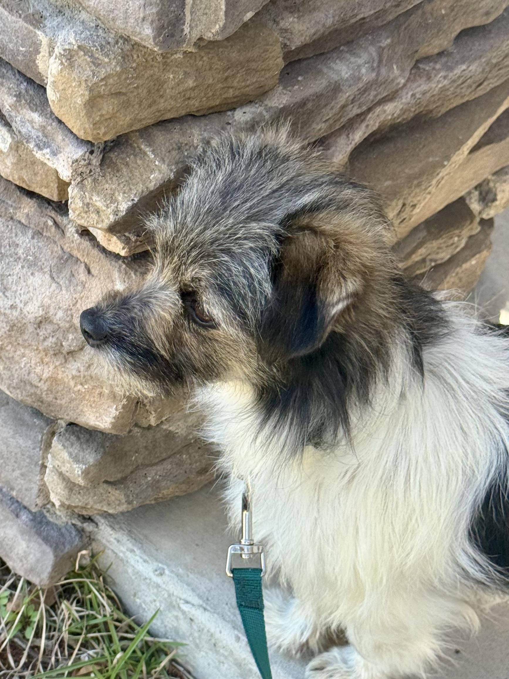 Enlarge Harlow, a Adoptable mixed breed in Panama City, FL image 3/4
