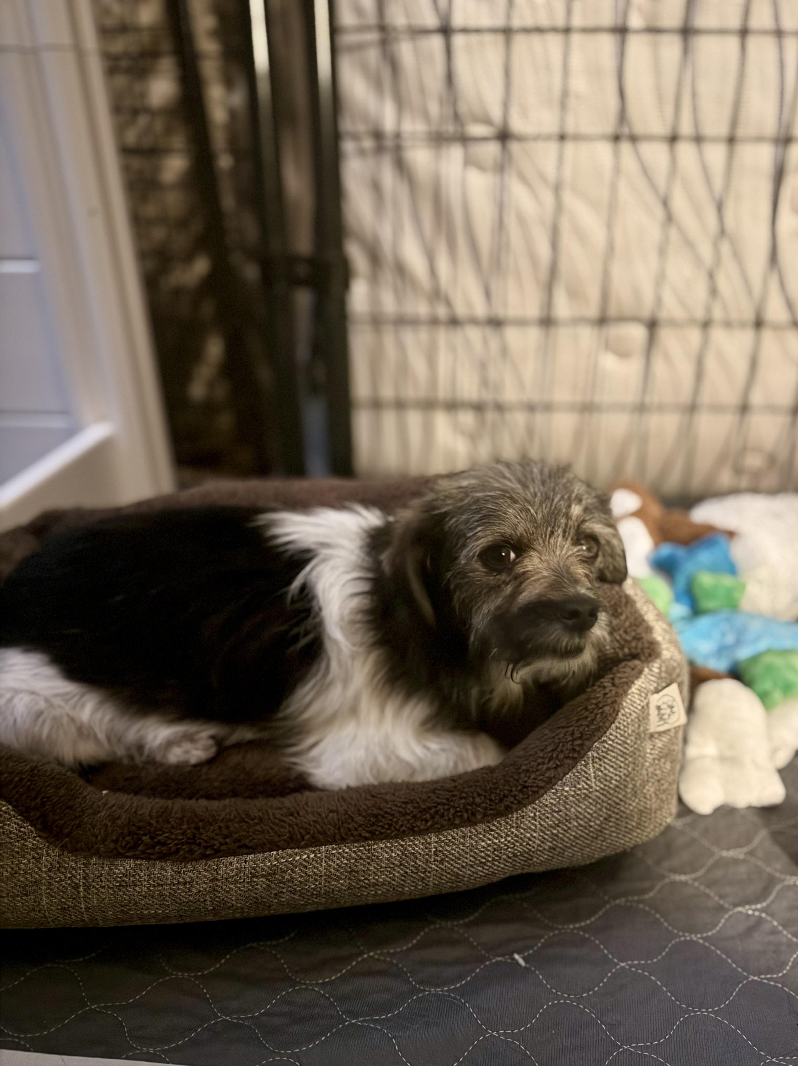 Enlarge Harlow, a Adoptable mixed breed in Panama City, FL image 4/4
