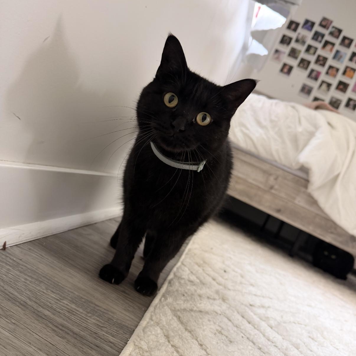Geranium, a Adoptable mixed breed in Omaha, NE image 2/6