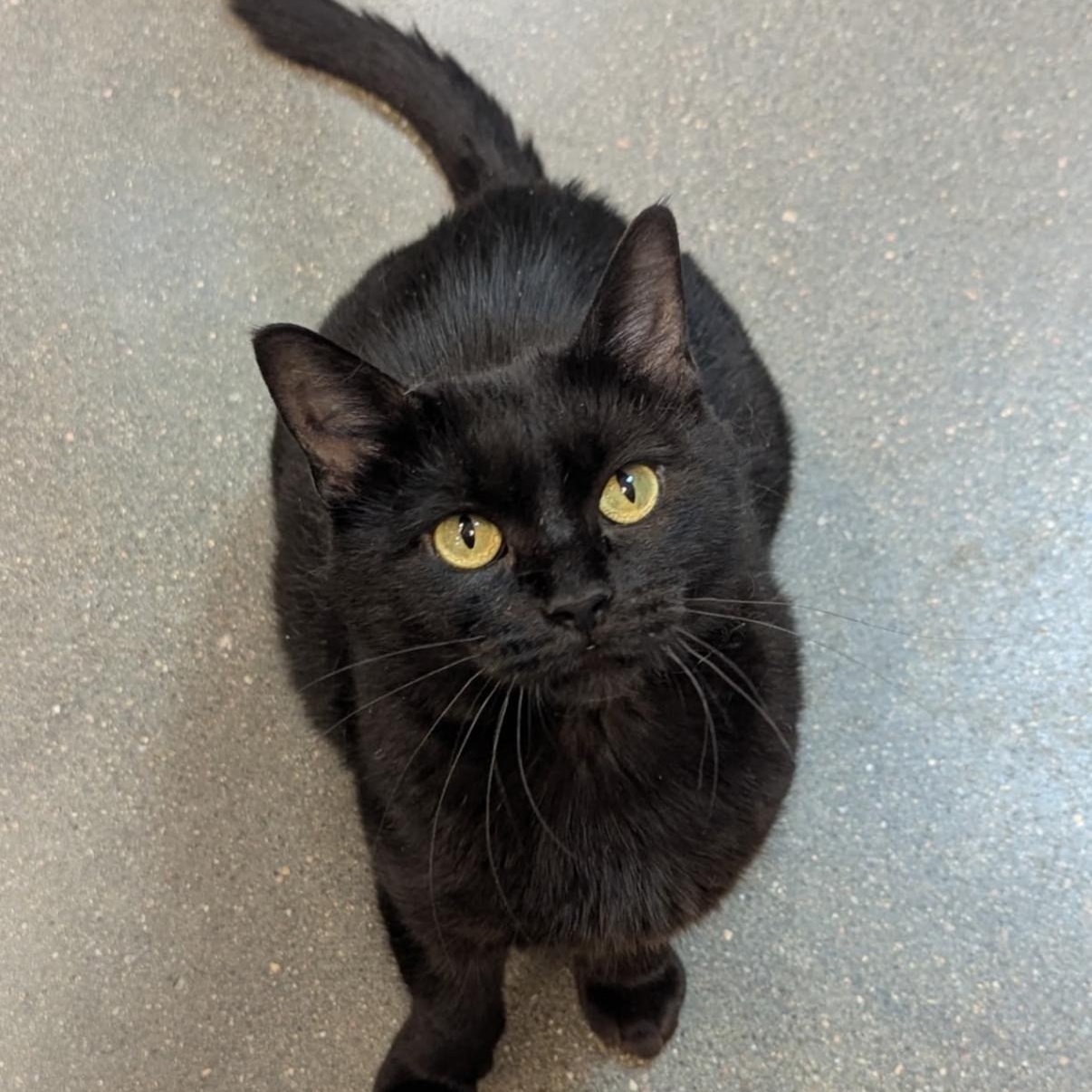 Geranium, Adoptable, Adult Female Domestic Short Hair.
