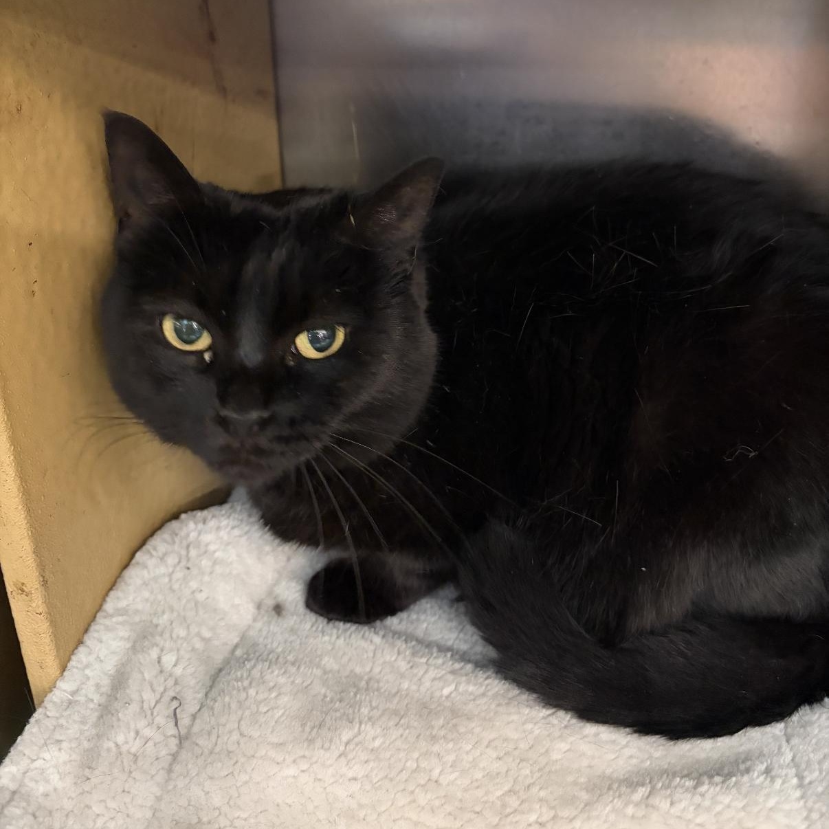 Geranium, a Adoptable mixed breed in Omaha, NE image 6/6