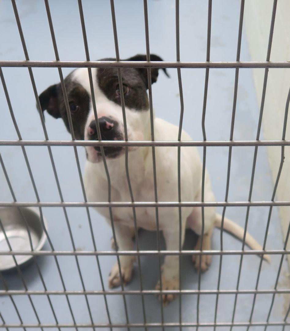 Dog for adoption 169521 Macie, a Pit Bull Terrier Mix in Ravenna, OH