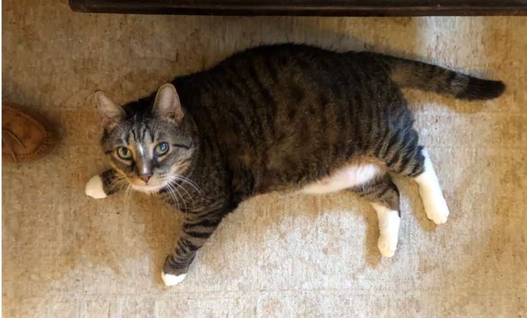 Enlarge Diamond, a Adopted Domestic Short Hair in Perrineville, NJ image 1/2