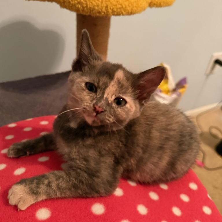 Mochi, Adoptable, Kitten Female Domestic Short Hair & Dilute Tortoiseshell.