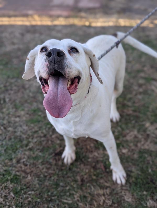 Enlarge Mystery Shopper, a Adoptable mixed breed in Richmond, VA image 1/4