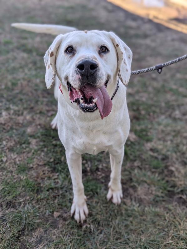 Enlarge Mystery Shopper, a Adoptable mixed breed in Richmond, VA image 2/4