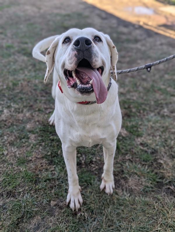 Enlarge Mystery Shopper, a Adoptable mixed breed in Richmond, VA image 4/4