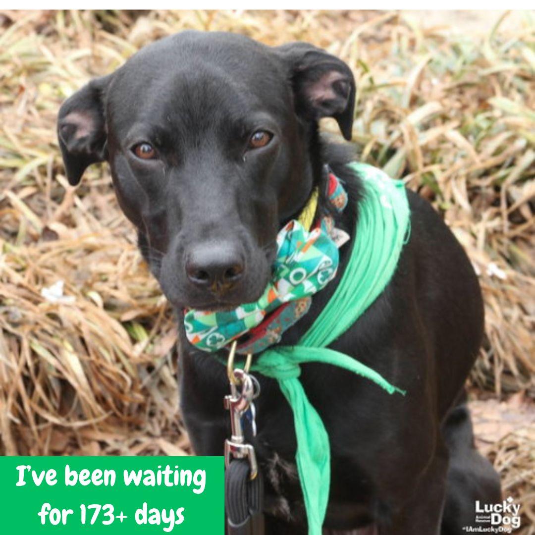 Milee, Adoptable, Young Female Labrador Retriever & Retriever.