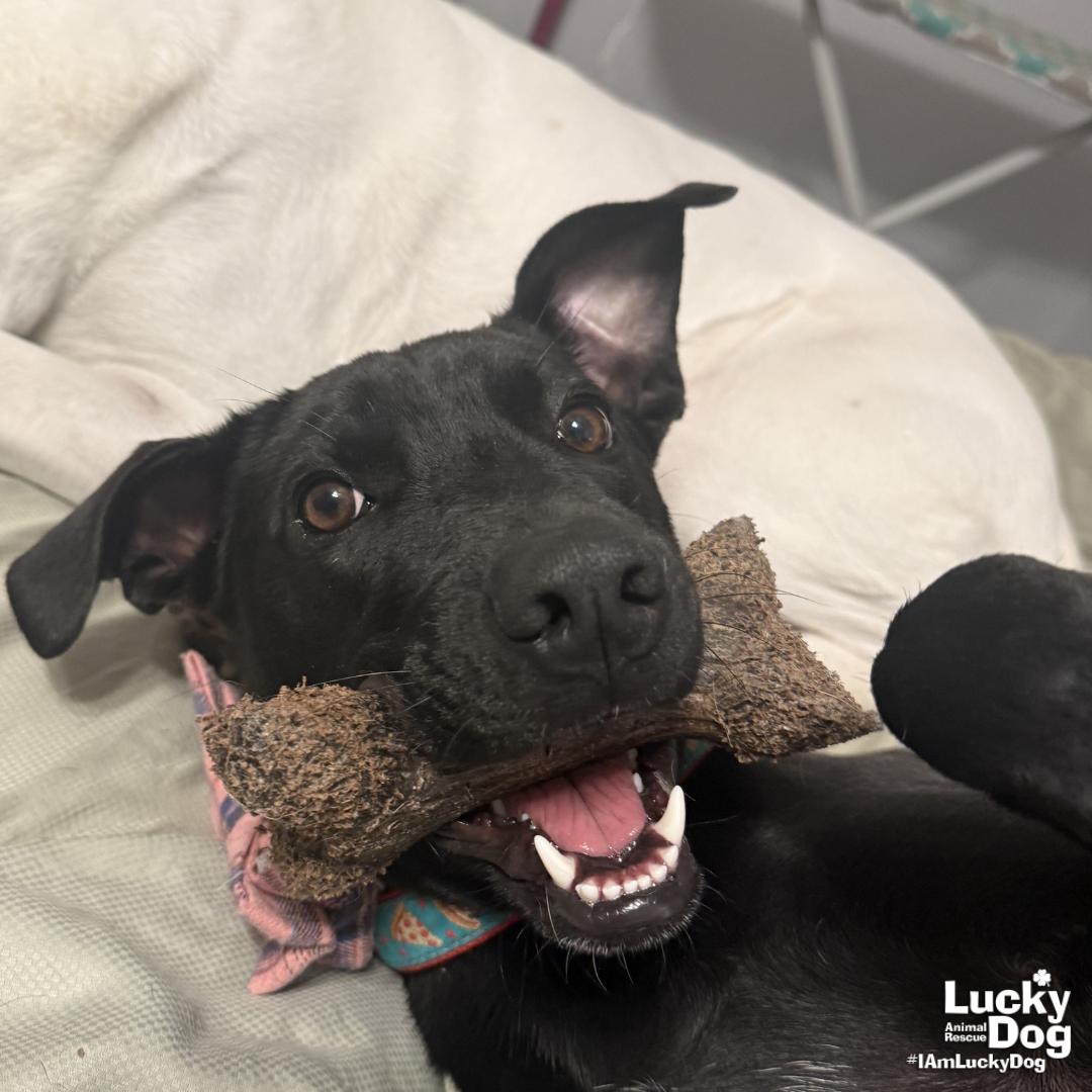 Enlarge Milee, a Adoptable mixed breed in Washington, DC image 1/3