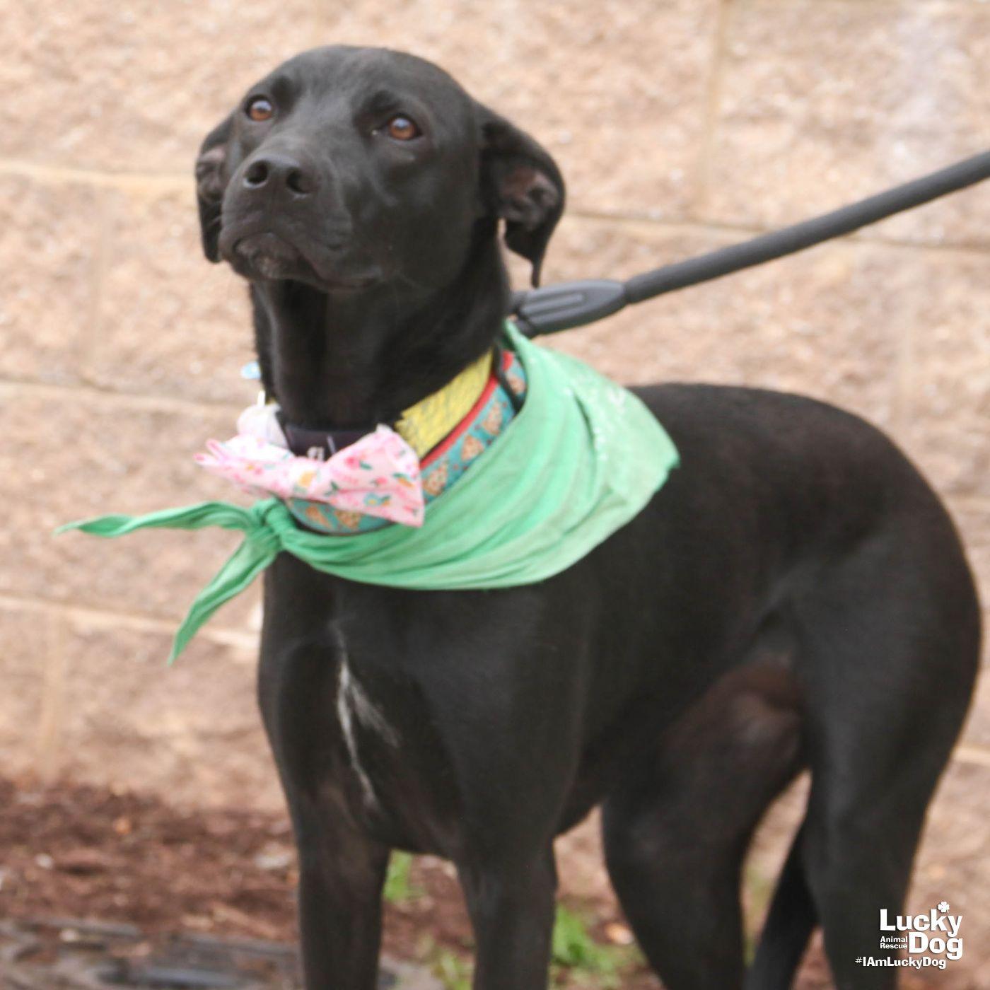 Enlarge Milee, a Adoptable mixed breed in Washington, DC image 2/3