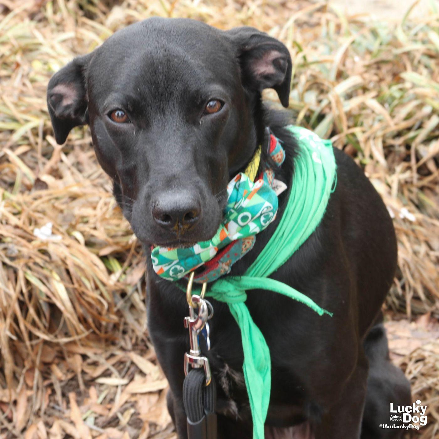 Enlarge Milee, a Adoptable mixed breed in Washington, DC image 3/3