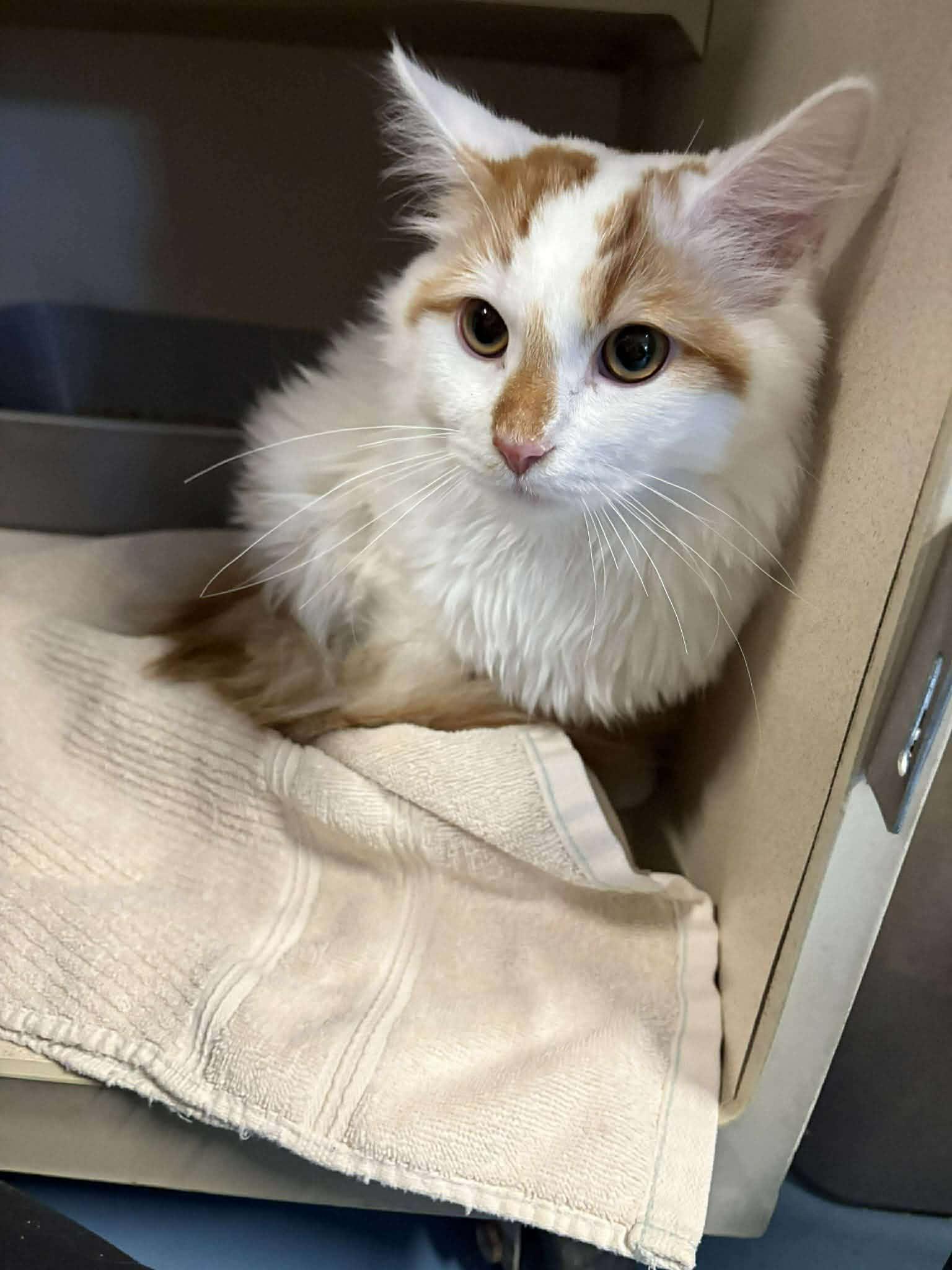 Enlarge Marmalade, a Adopted Domestic Long Hair in Columbus, IN image 1/1