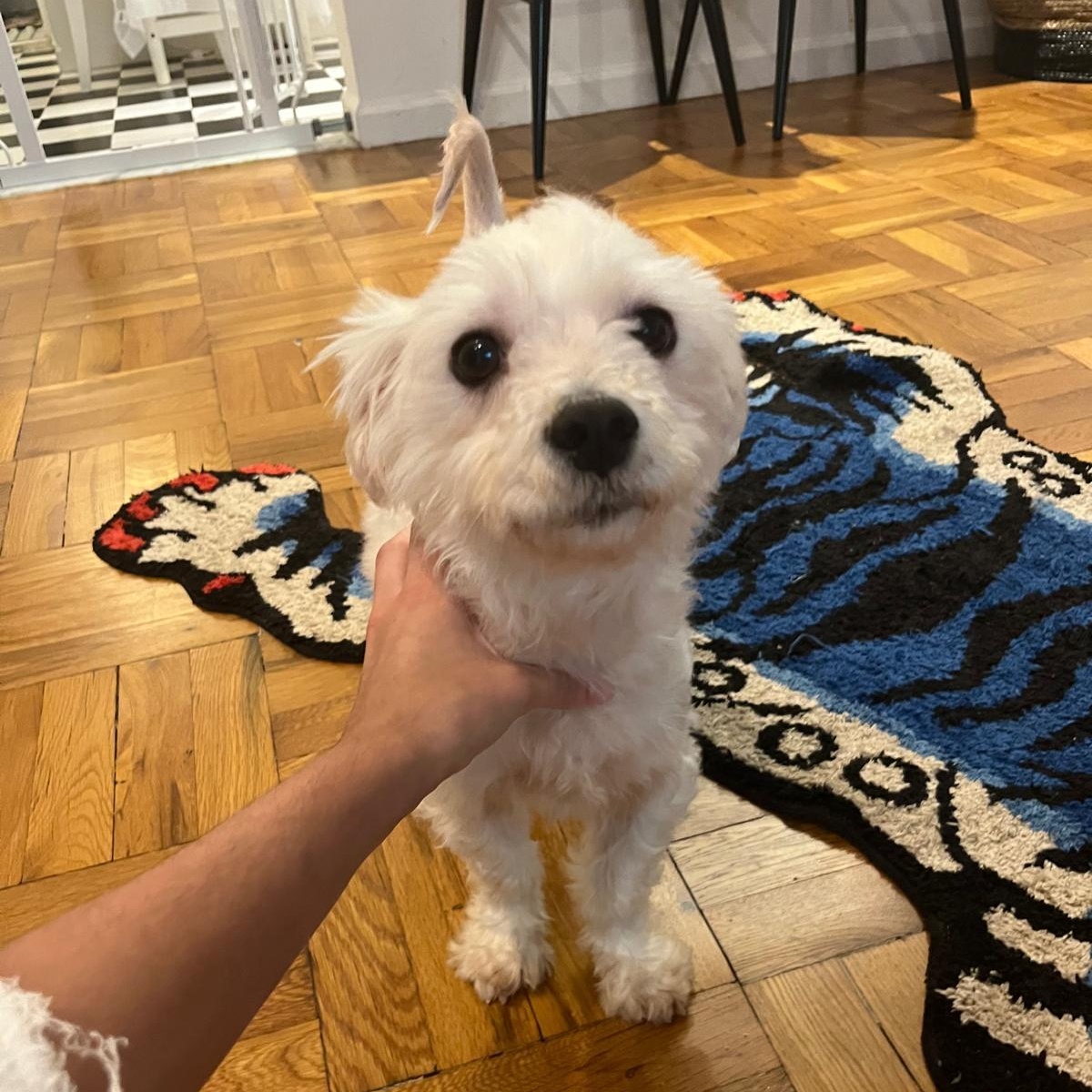 Chico Maltipoo Dog