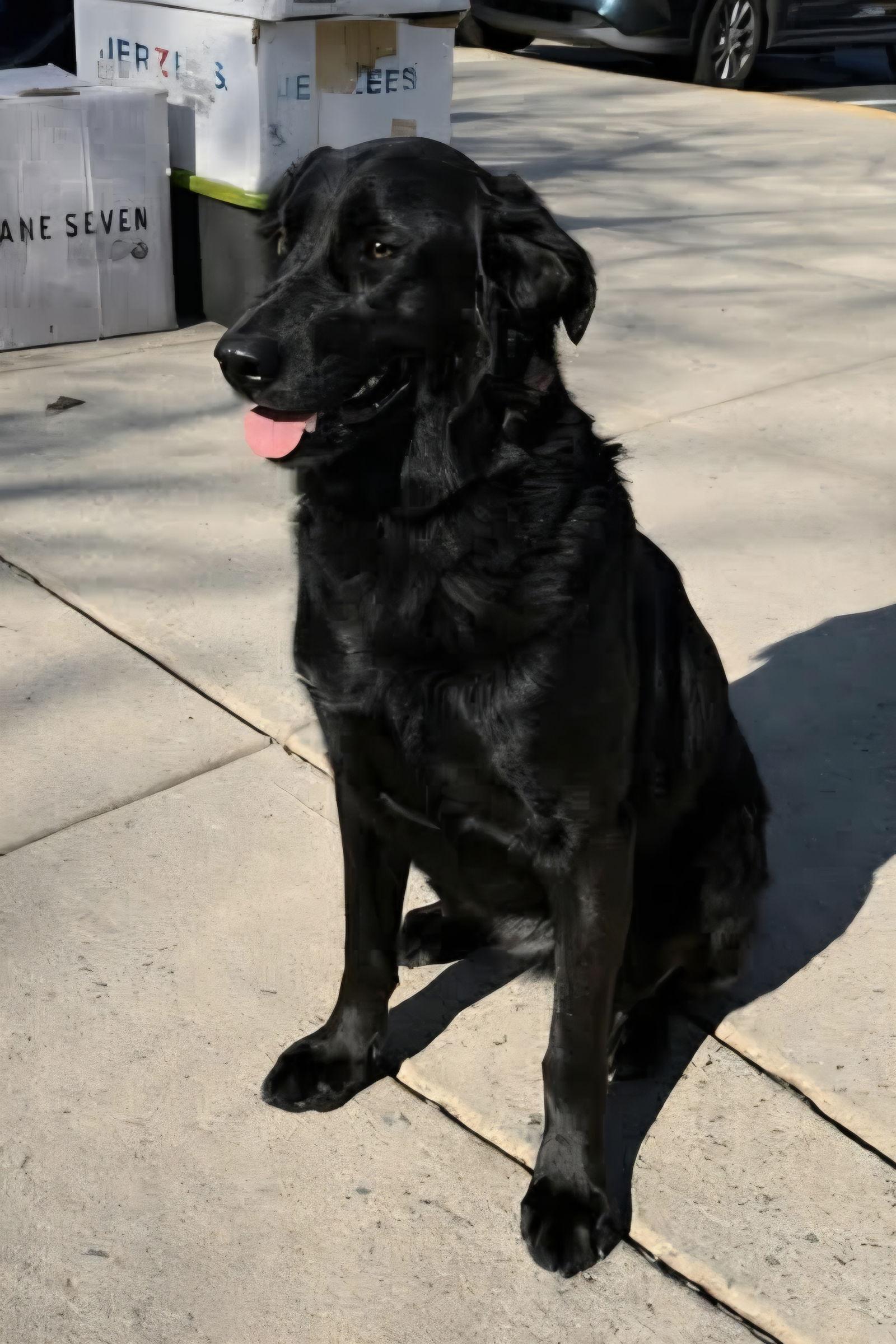 Paige, Adopted, Young Female German Shepherd Dog & Golden Retriever.