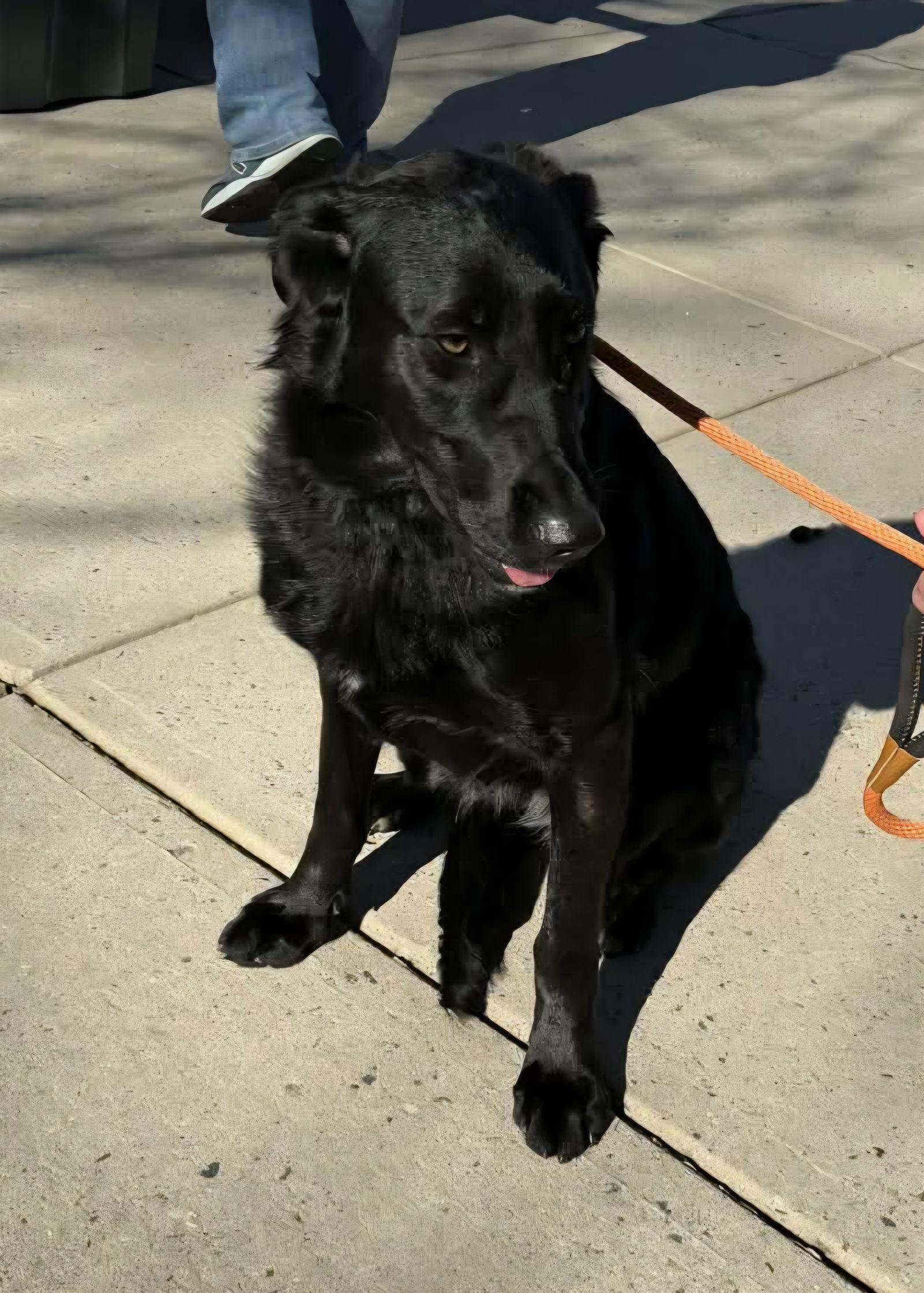 Paige, a Adopted mixed breed in Thomasville, NC image 2/3