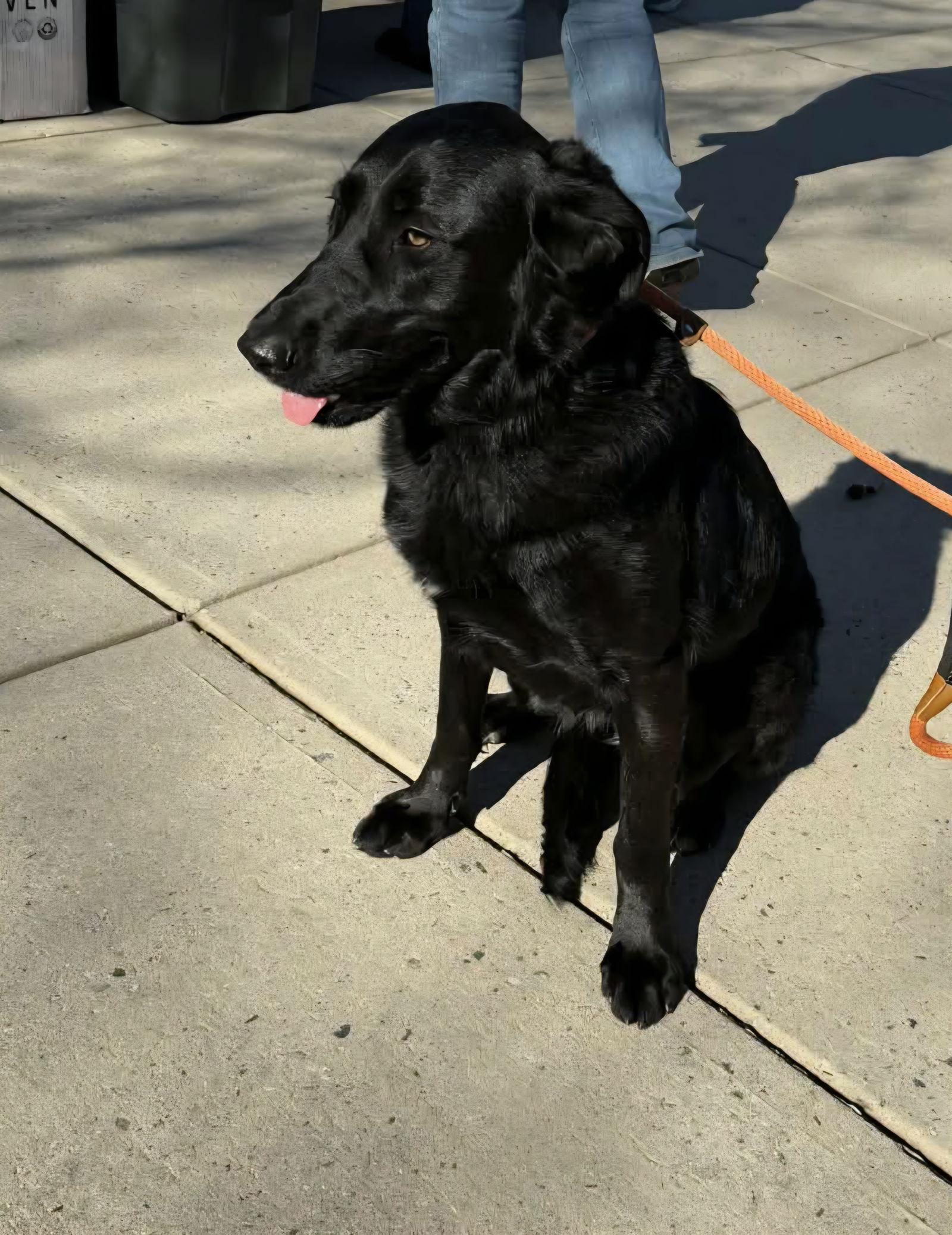 Paige, a Adopted mixed breed in Thomasville, NC image 3/3