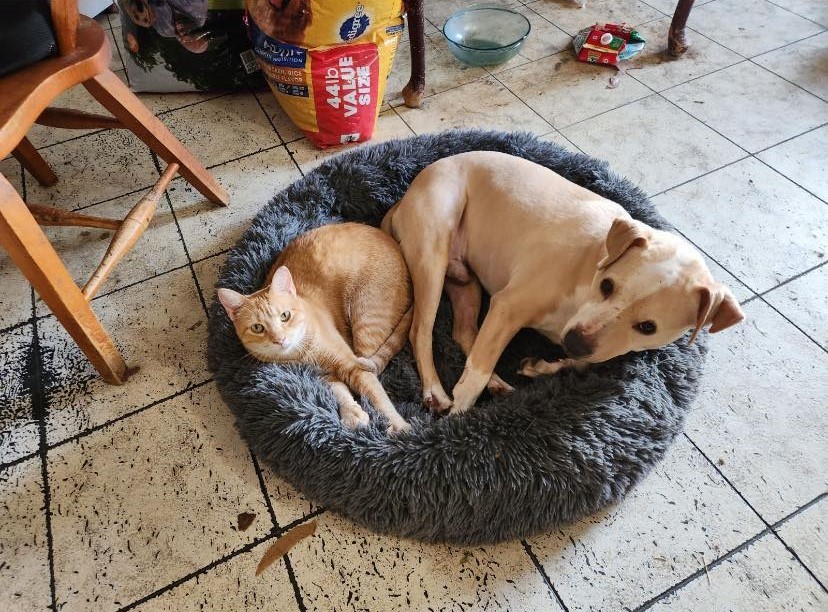 Enlarge Koda, a Adoptable mixed breed in San Antonio, TX image 1/2