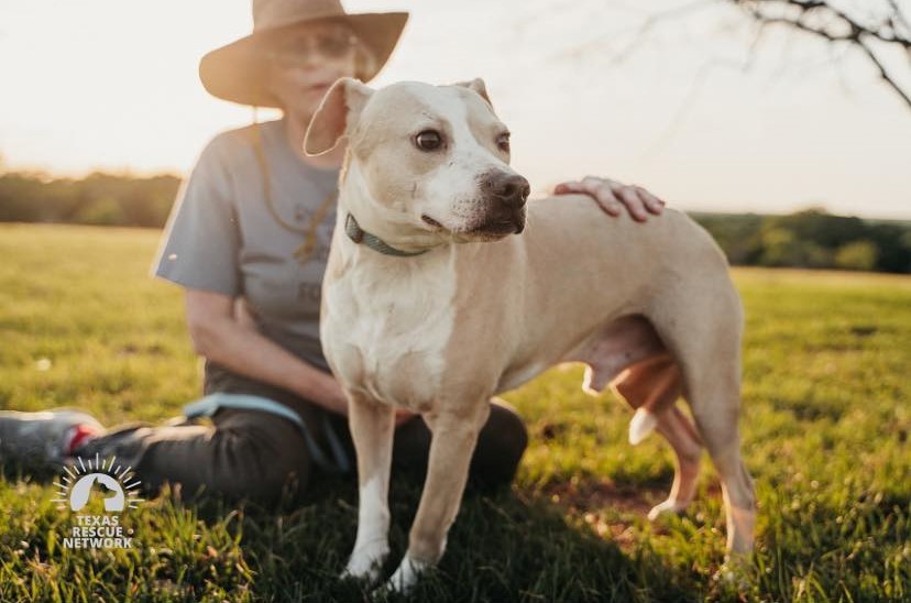 Enlarge Koda, a Adoptable mixed breed in San Antonio, TX image 2/2