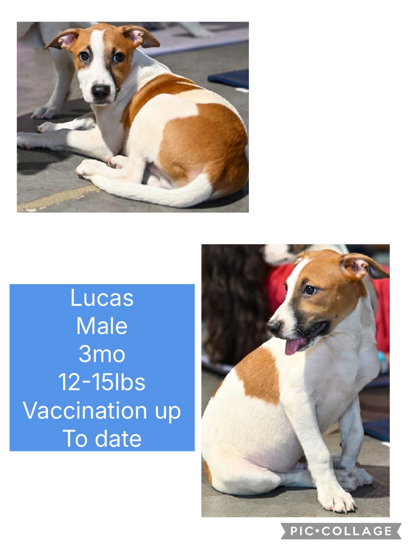 Lucas, Adoptable, Puppy Male Labrador Retriever.