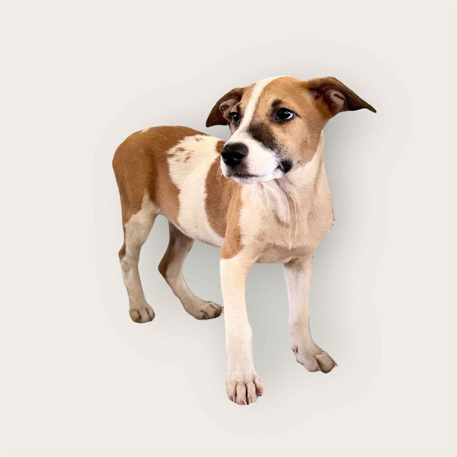 Enlarge Lucas, a Adoptable Labrador Retriever in Virginia Beach, VA image 2/3