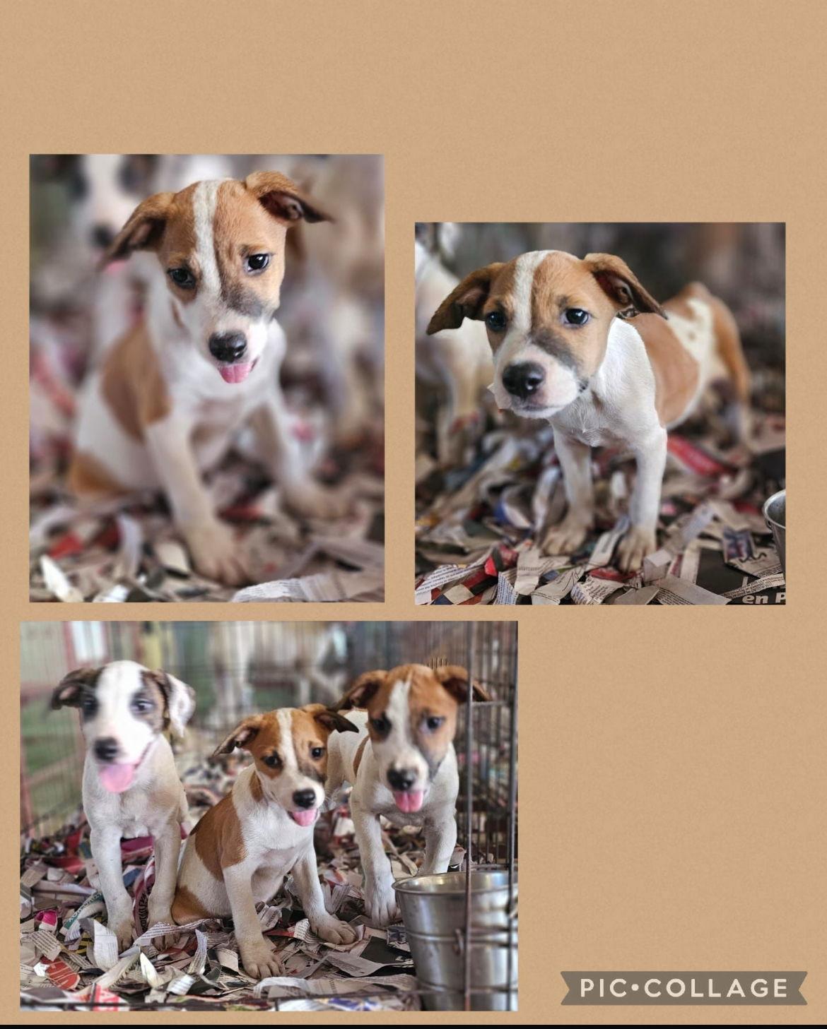 Enlarge Lucas, a Adoptable Labrador Retriever in Virginia Beach, VA image 3/3