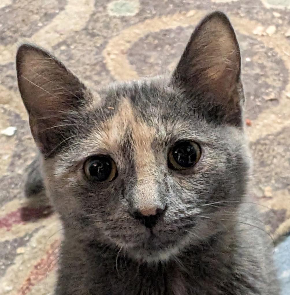Enlarge Hazel Kitten, a Adoptable mixed breed in Ogden, UT image 1/1