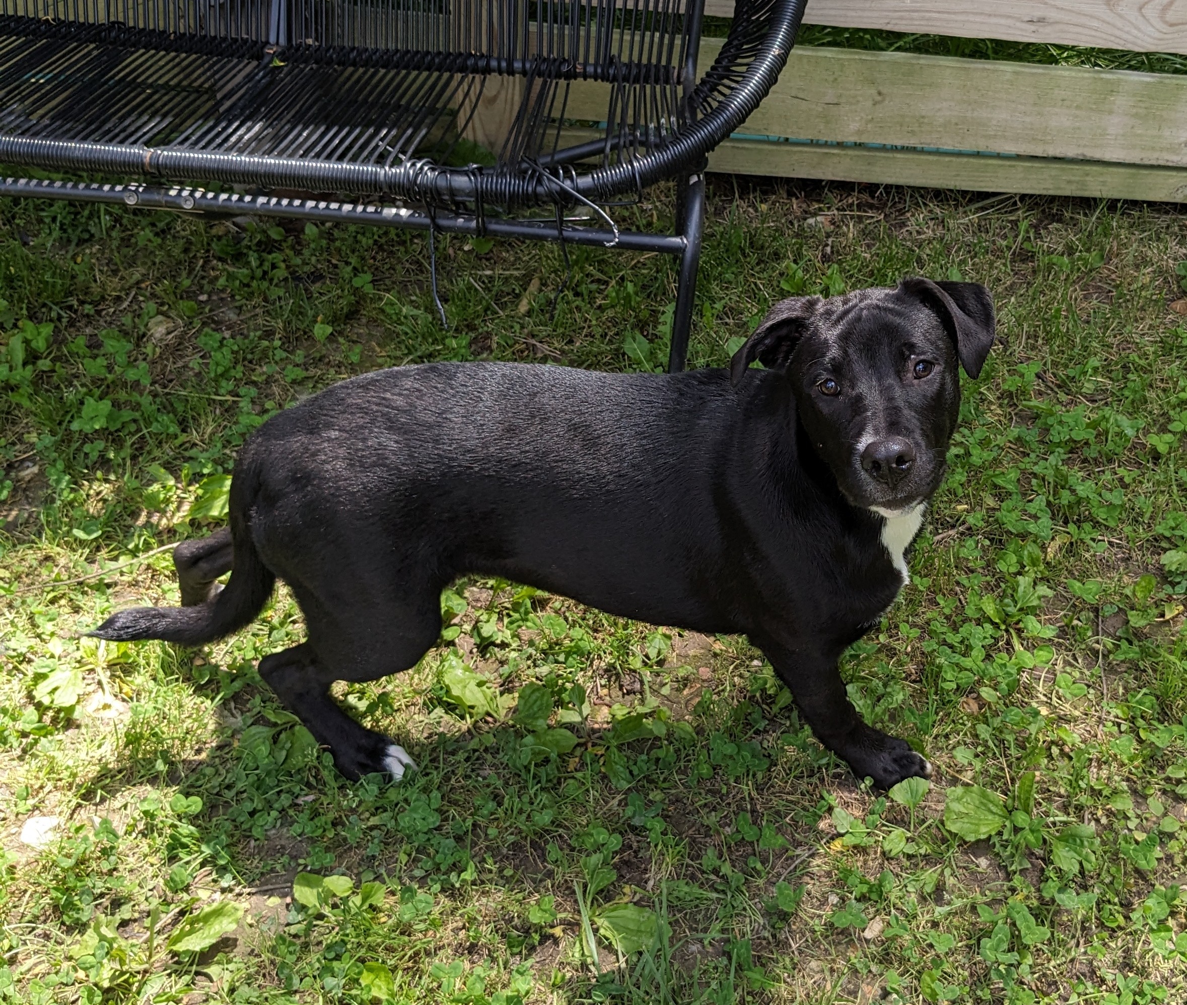 Enlarge Nova, a Adoptable Labrador Retriever in Bella Vista, AR image 1/1