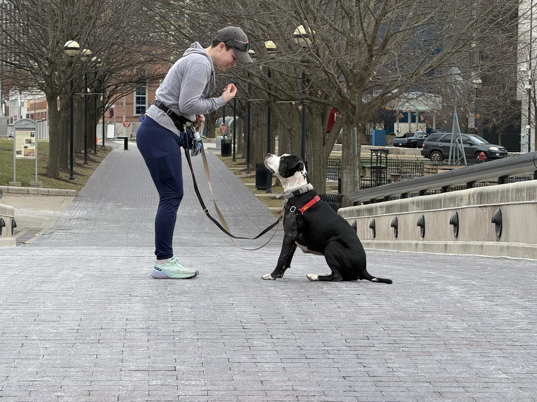 Enlarge Betsy, a Adoptable mixed breed in Indianapolis, IN image 3/3