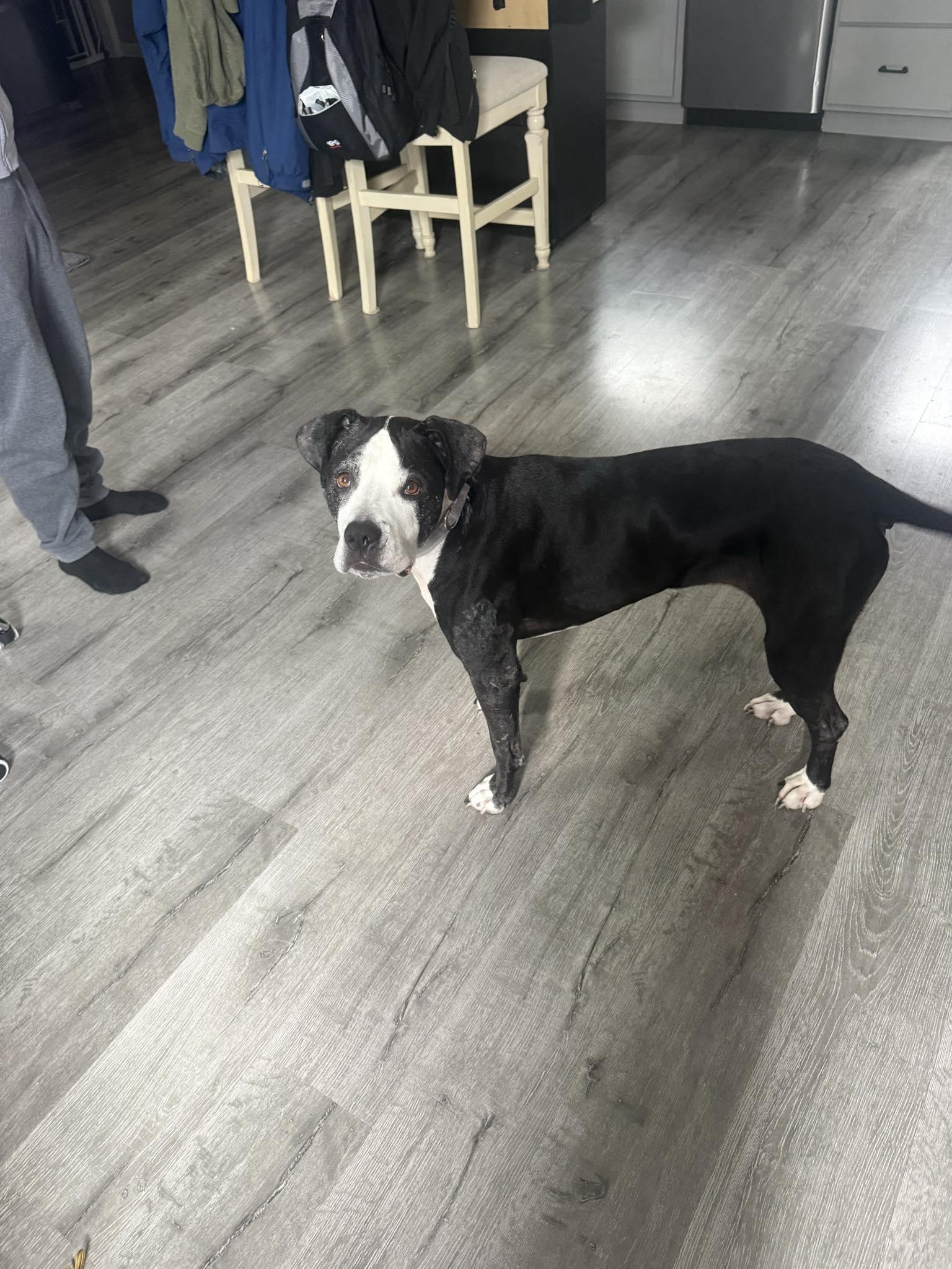 Enlarge Betsy, a Adoptable mixed breed in Indianapolis, IN image 2/3