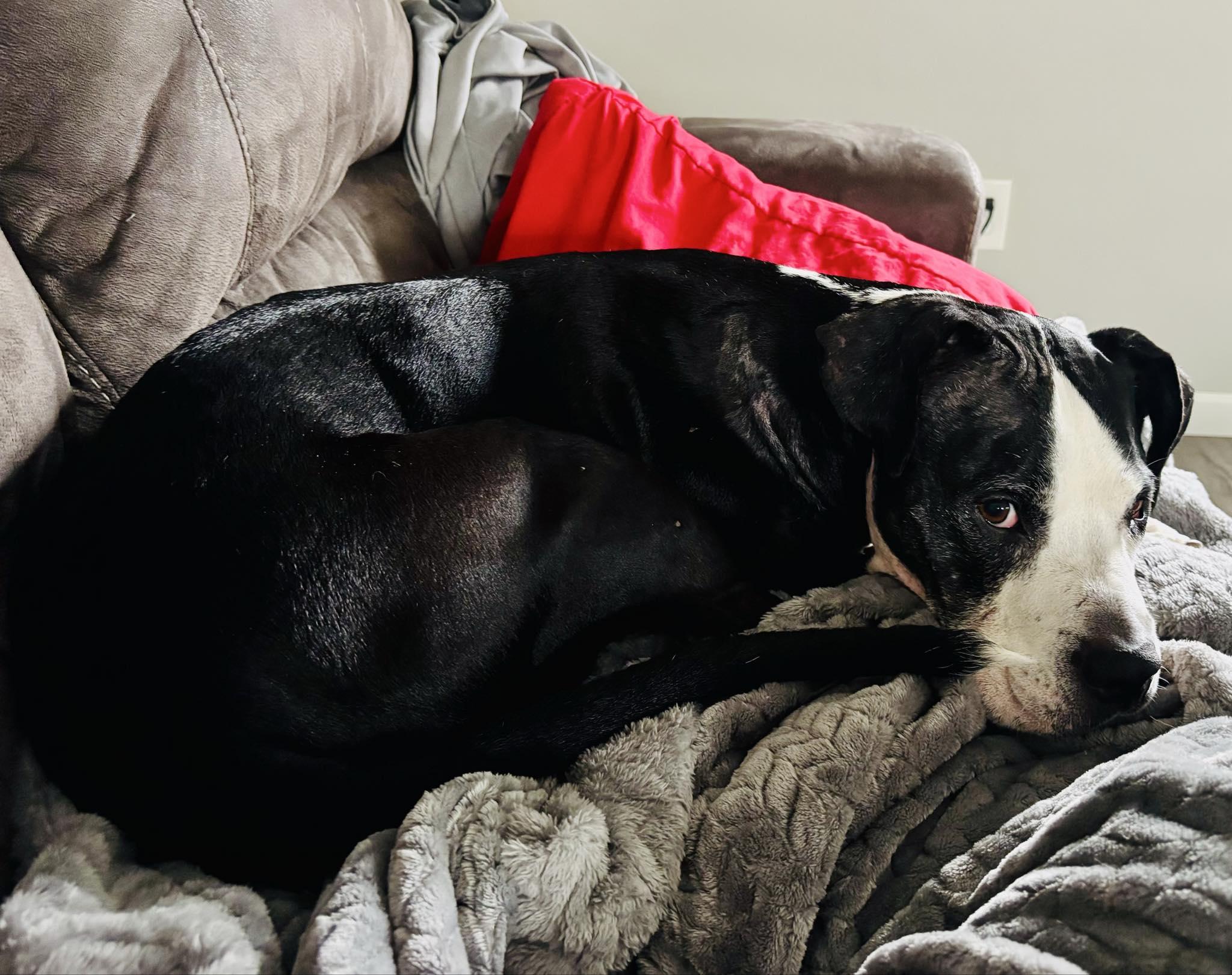 Enlarge Betsy, a Adoptable mixed breed in Indianapolis, IN image 1/3