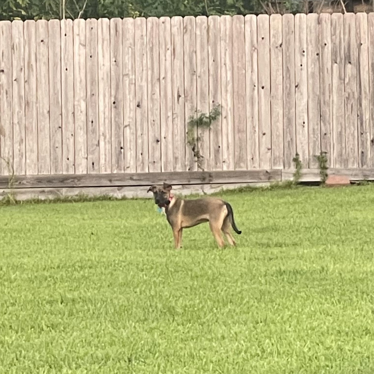 Enlarge Xena, a Adoptable mixed breed in Austin, TX image 6/6