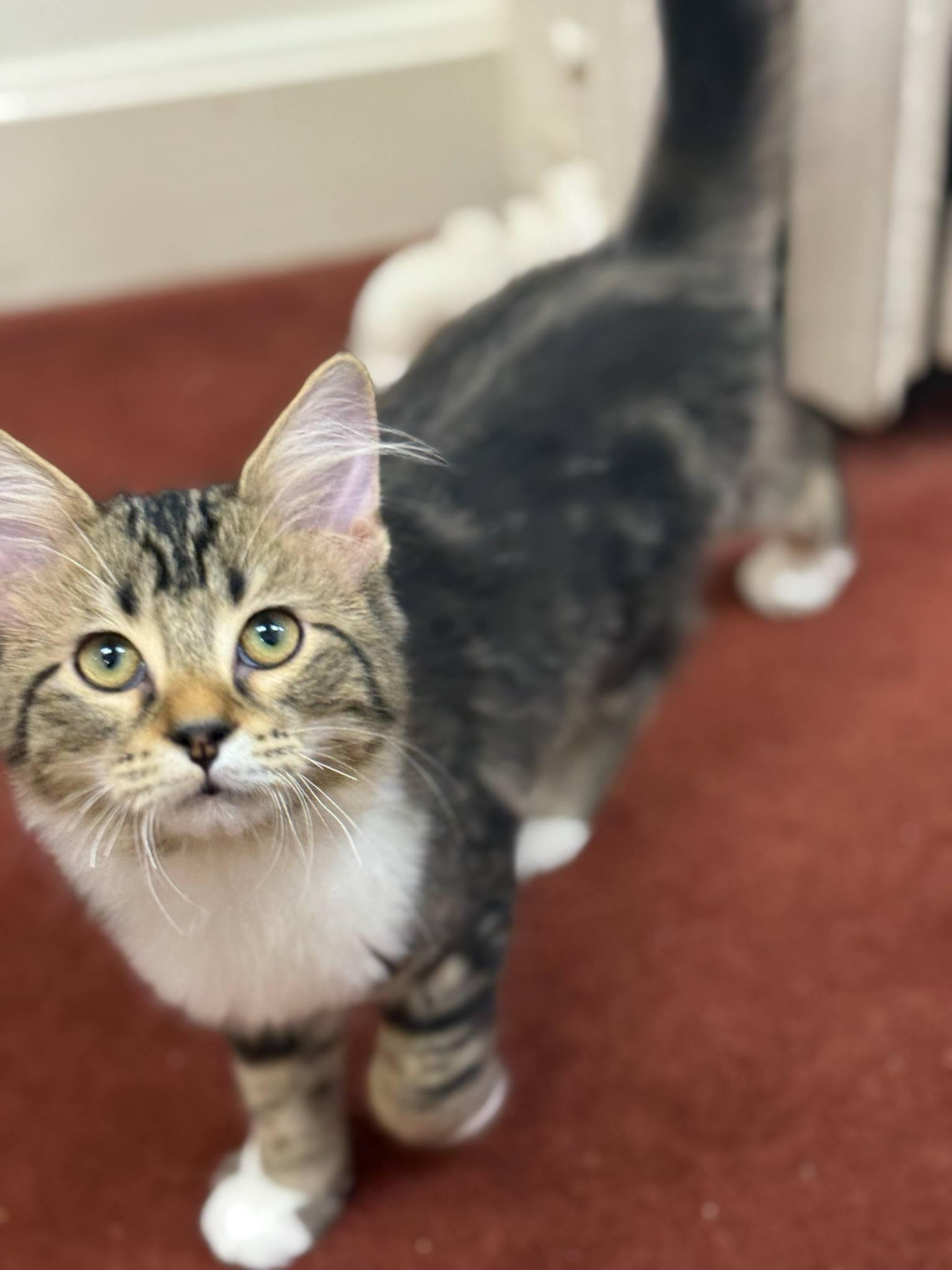 Roger, adopted, Kitten Male Maine Coon & Domestic Medium Hair.